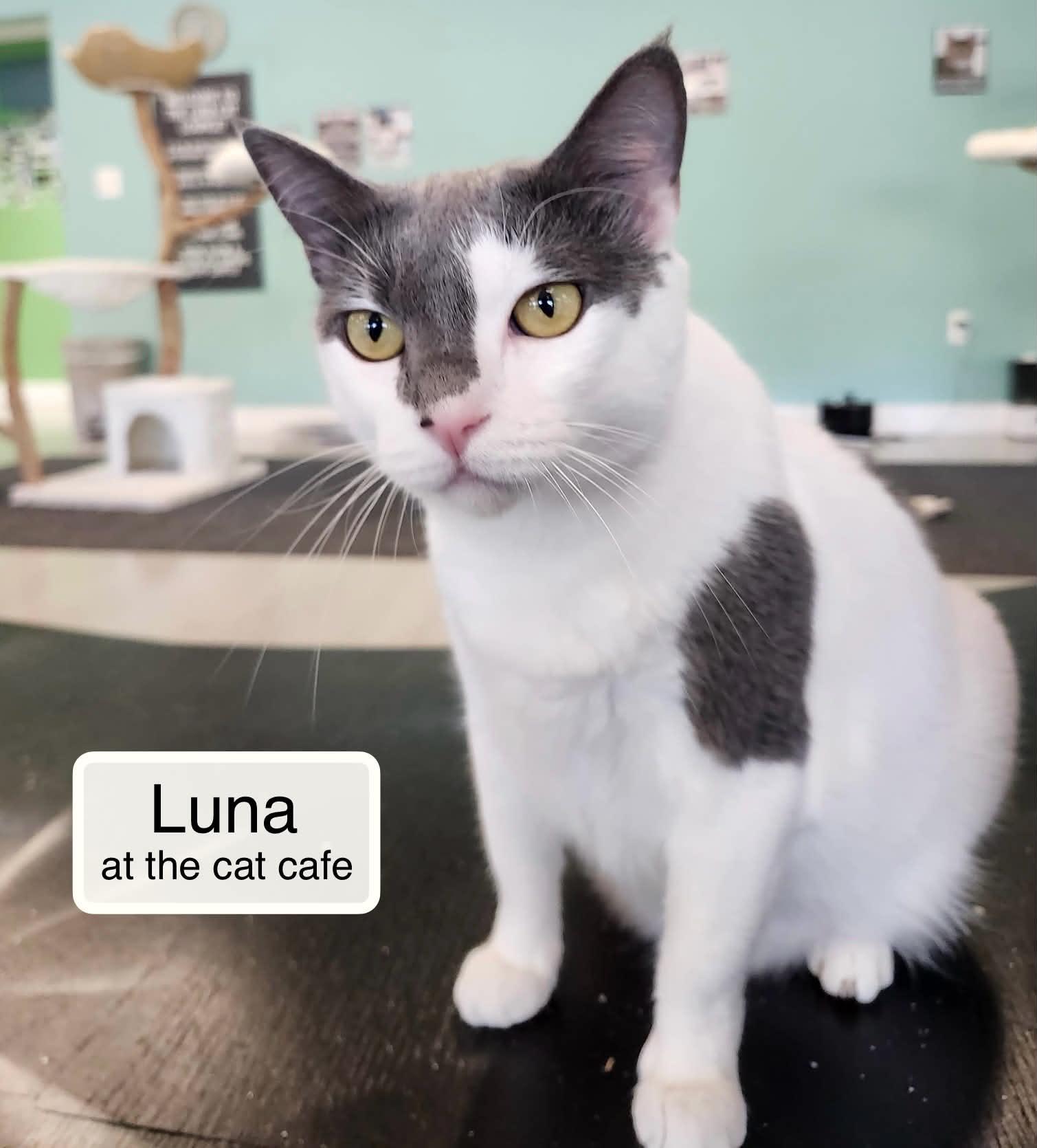 Luna at the Luna Cat Collective , Adoptable, Adult Female Domestic Short Hair.