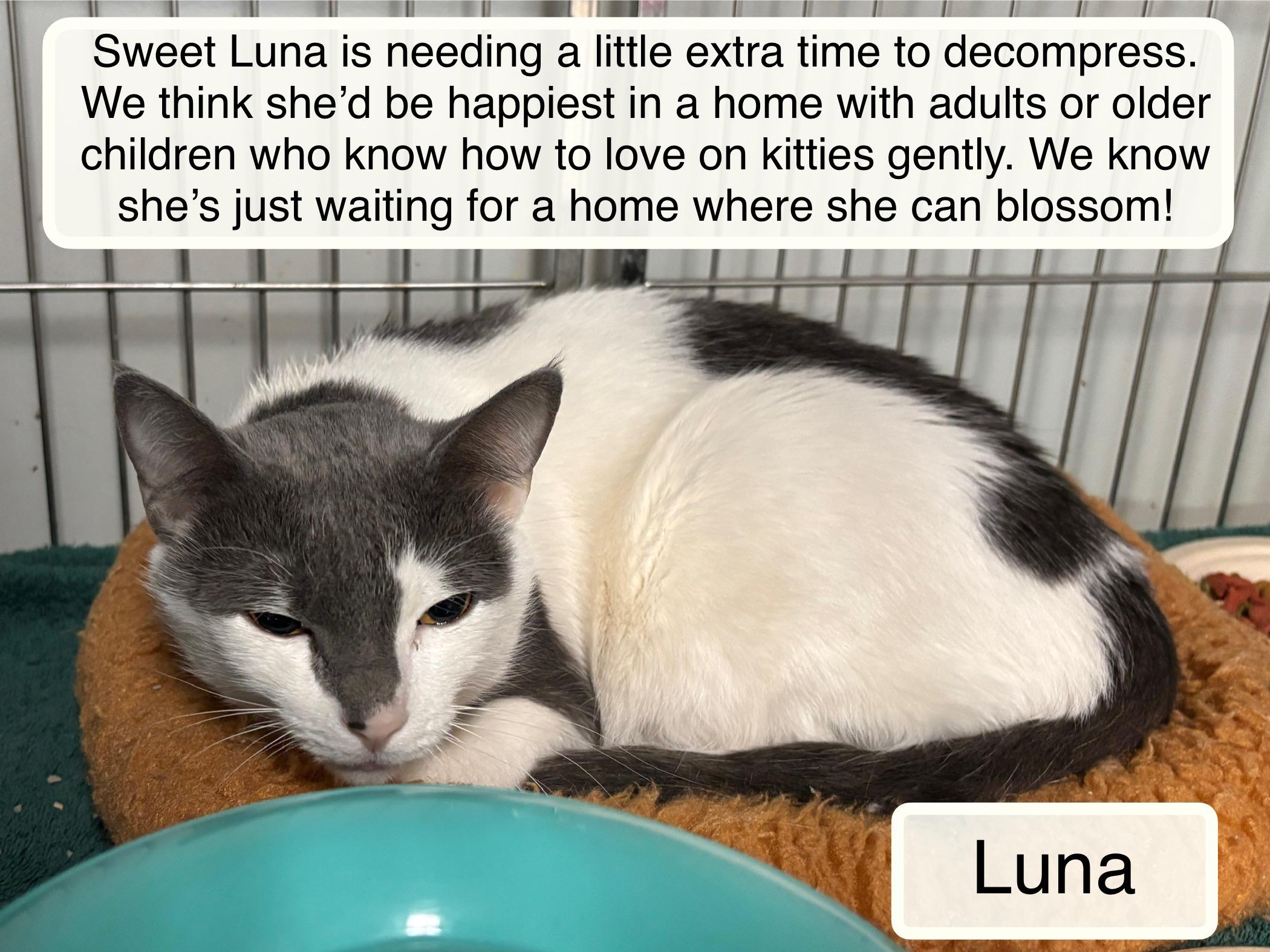 Enlarge Luna, a ADOPTABLE Domestic Short Hair in Ellicott City, MD image 3/4