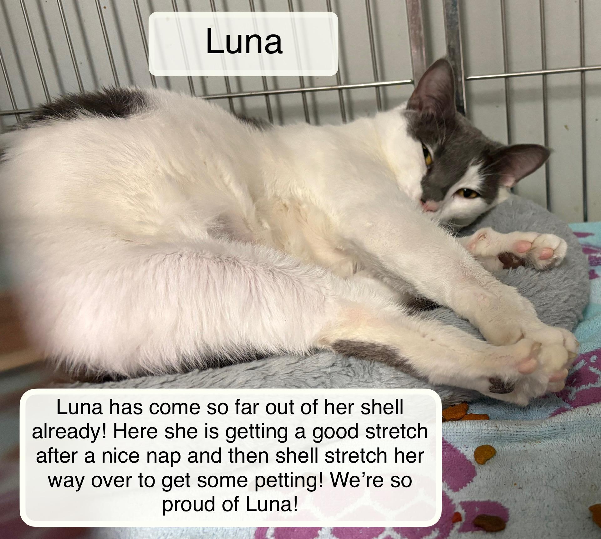 Luna, ADOPTABLE, Adult Female Domestic Short Hair.
