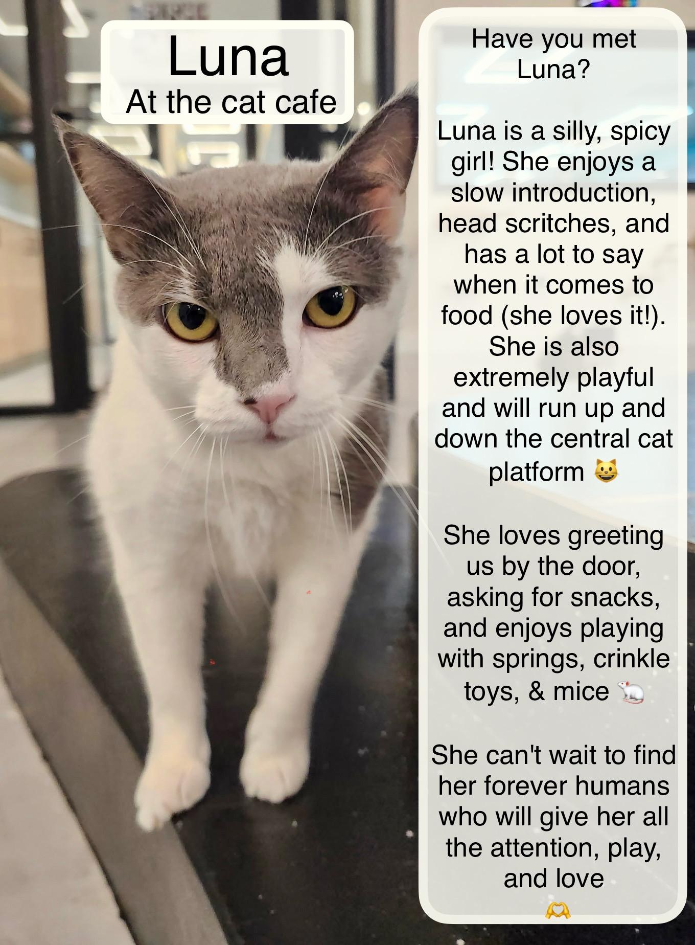 Luna at the Luna Cat Collective , ADOPTABLE, Adult Female Domestic Short Hair.