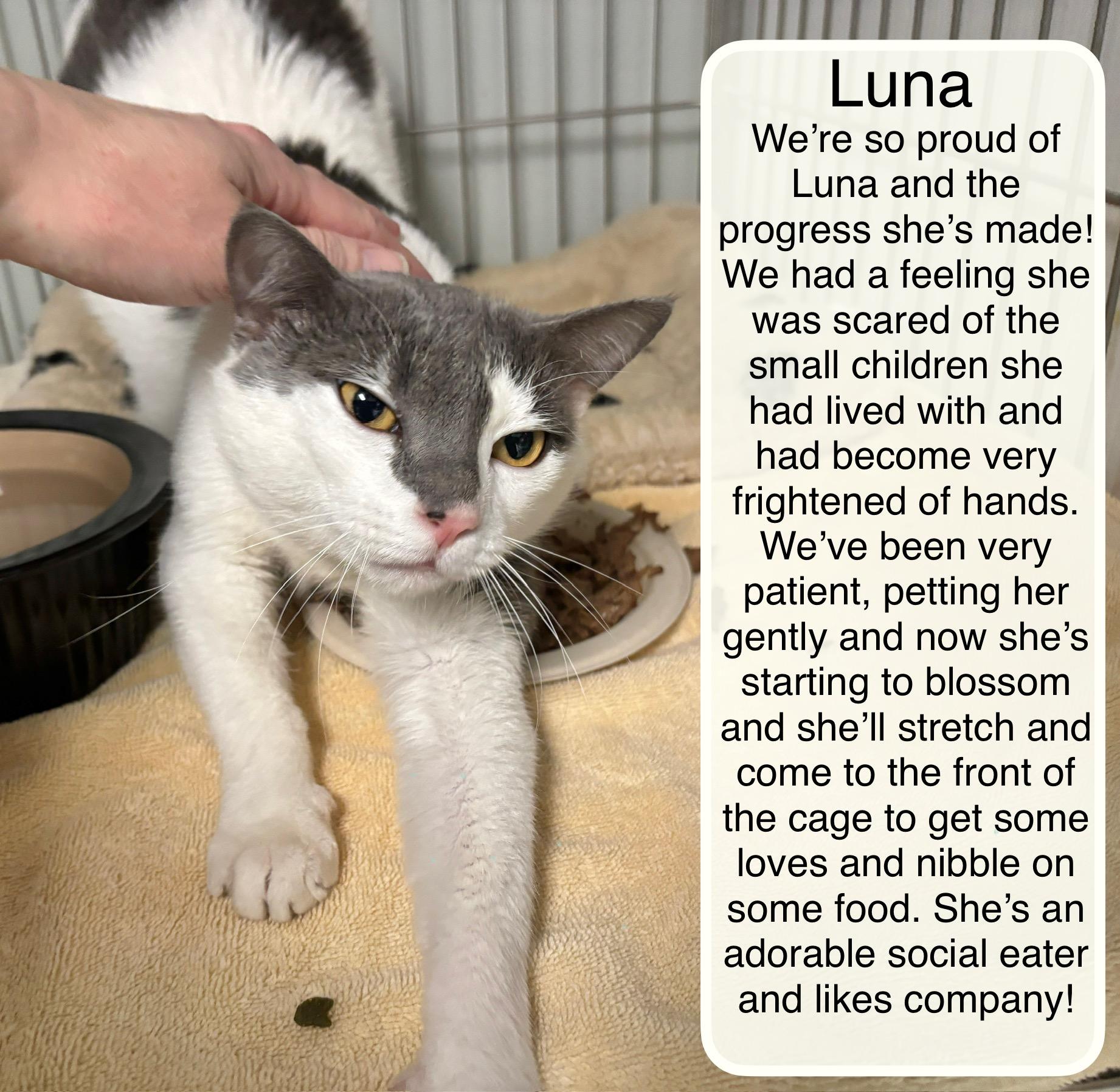 Enlarge Luna, a ADOPTABLE Domestic Short Hair in Ellicott City, MD image 2/4