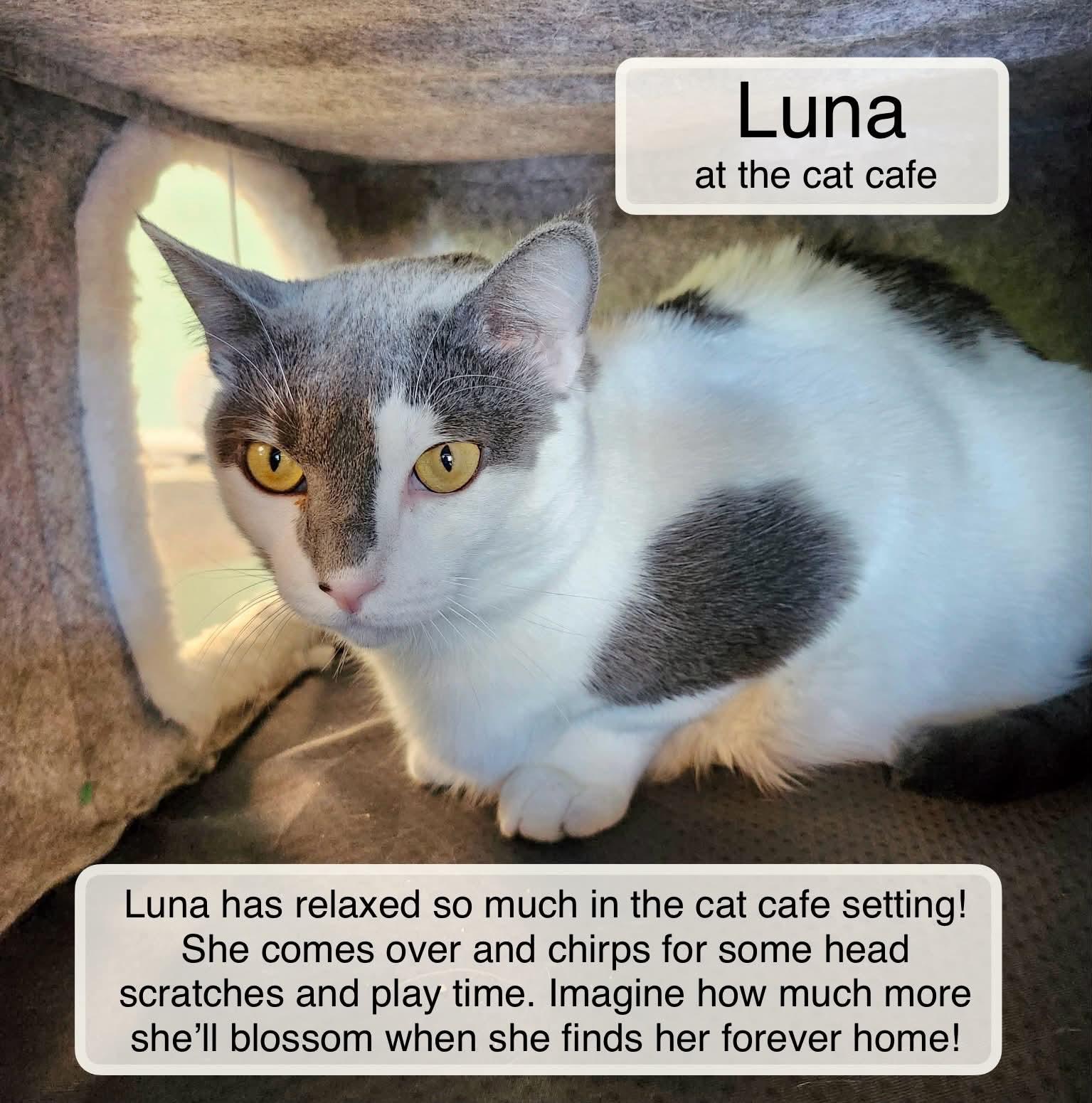 Enlarge Luna at the Luna Cat Collective , a Adoptable Domestic Short Hair in Ellicott City, MD image 2/6