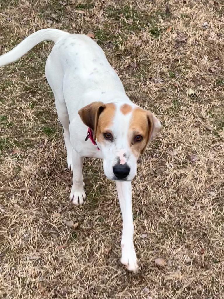 Trinity, Adoptable, Adult Female Hound & Mixed Breed.