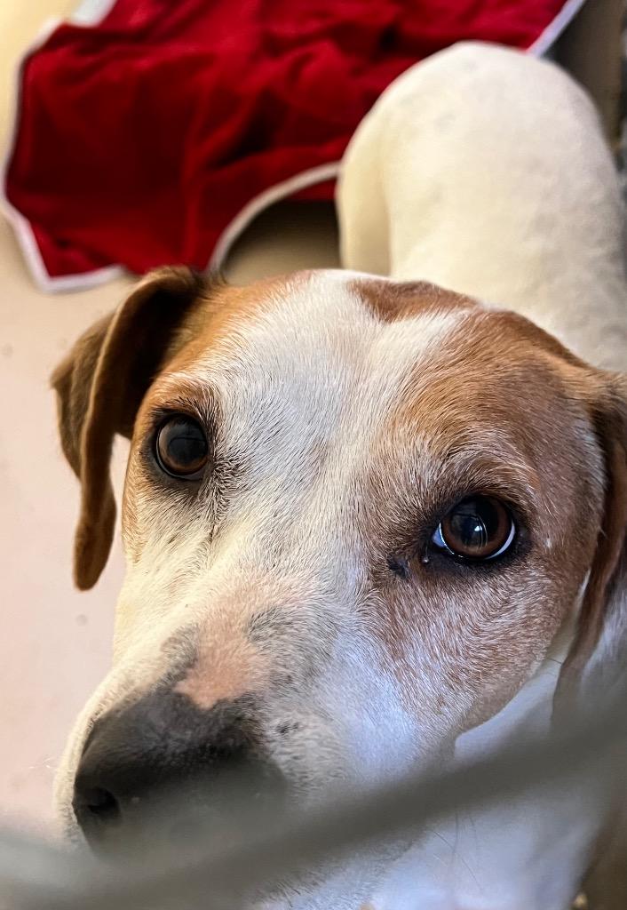 Trinity, a Adoptable mixed breed in Mineral, VA image 2/2