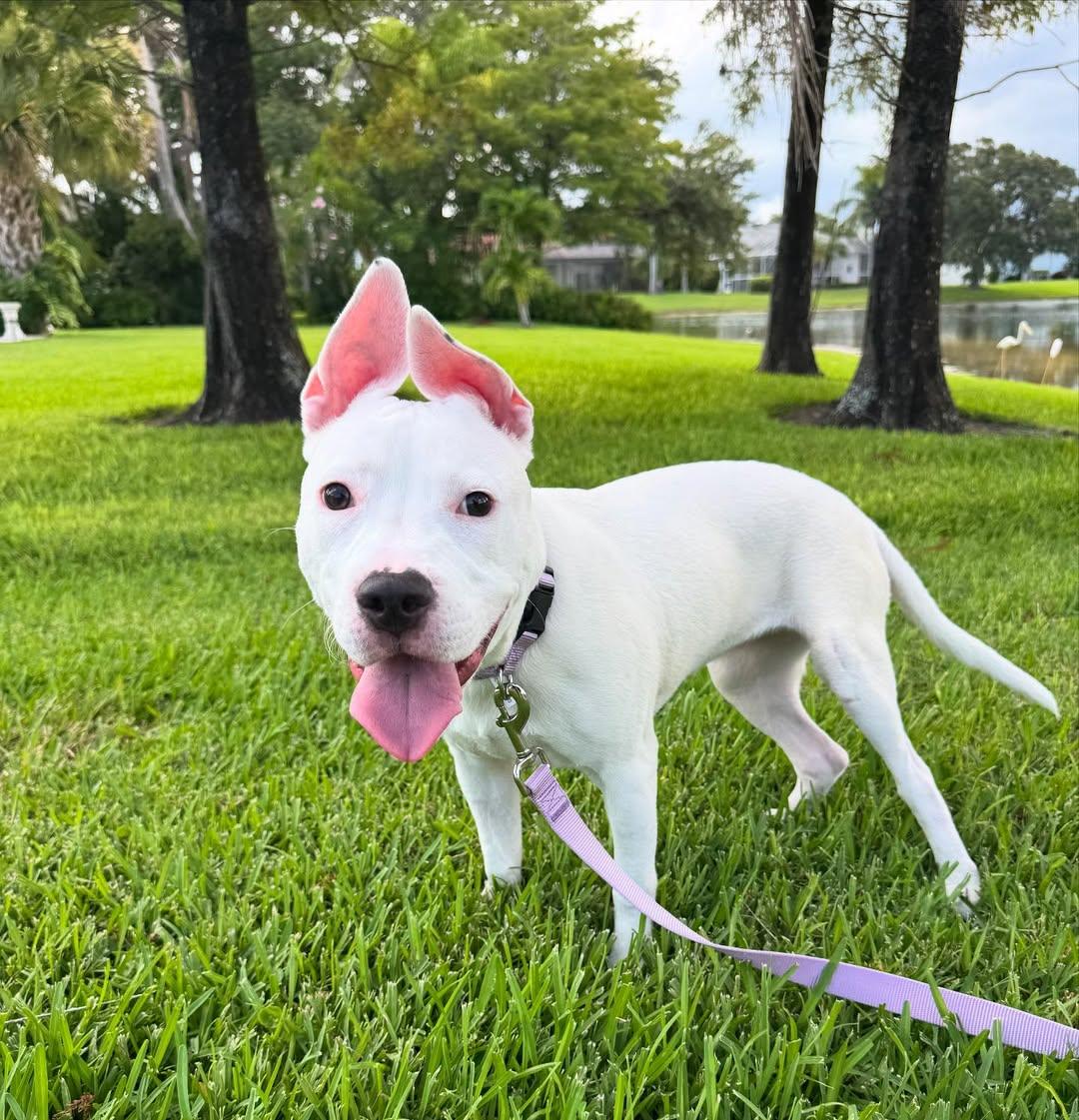 Delilah, a Adopted mixed breed in vero beach, FL image 1/4