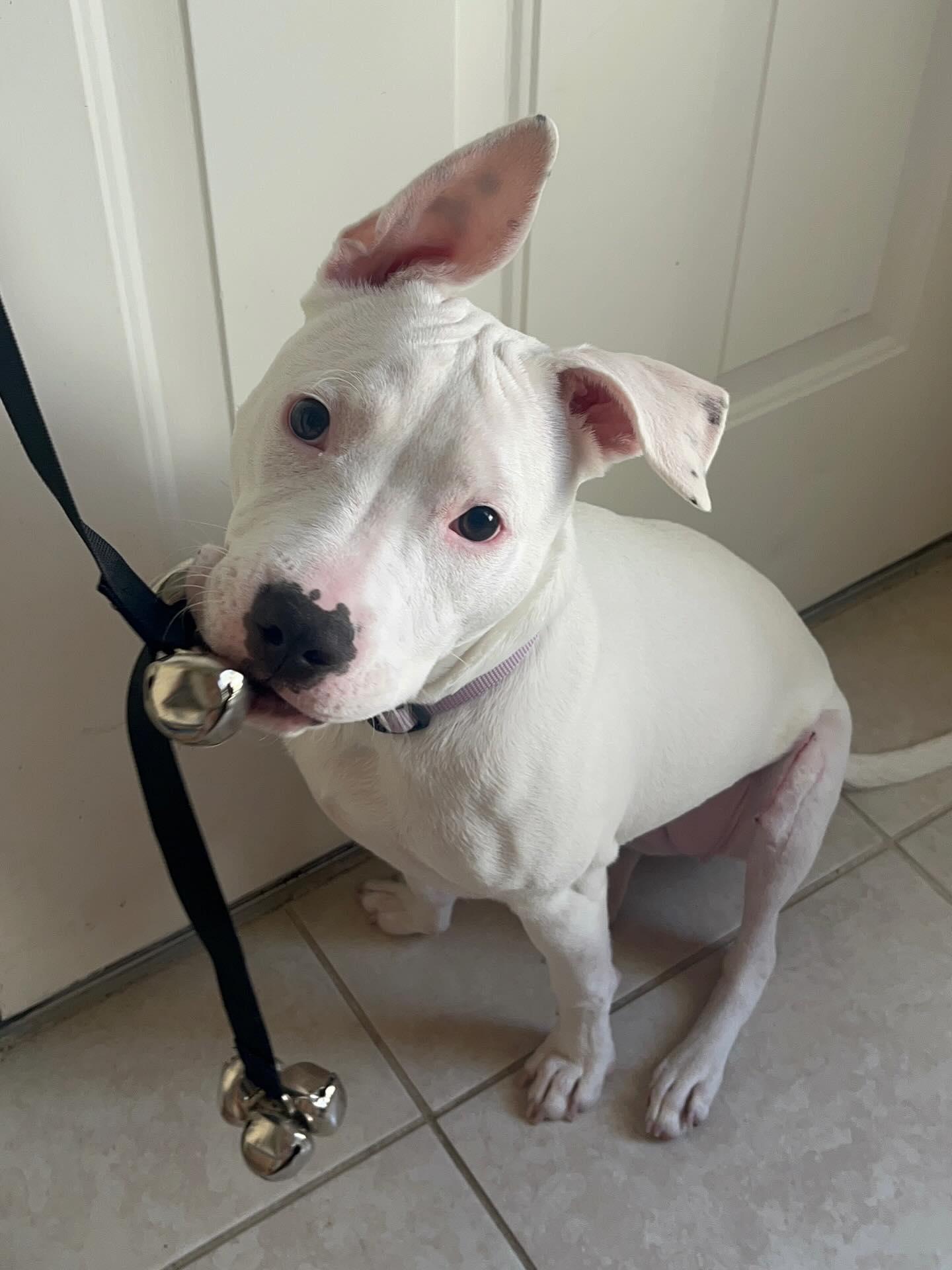 Delilah, a Adopted mixed breed in vero beach, FL image 2/4