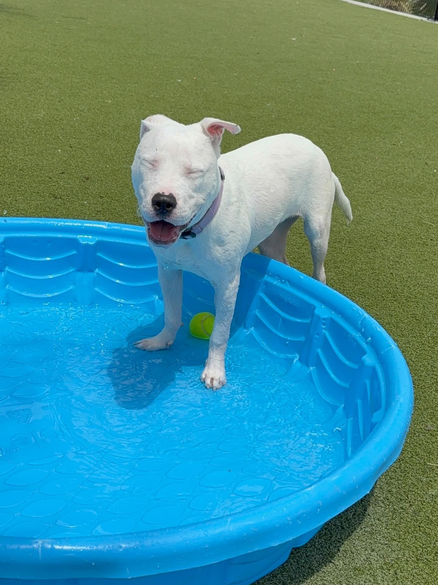 Delilah, a Adopted mixed breed in vero beach, FL image 3/4