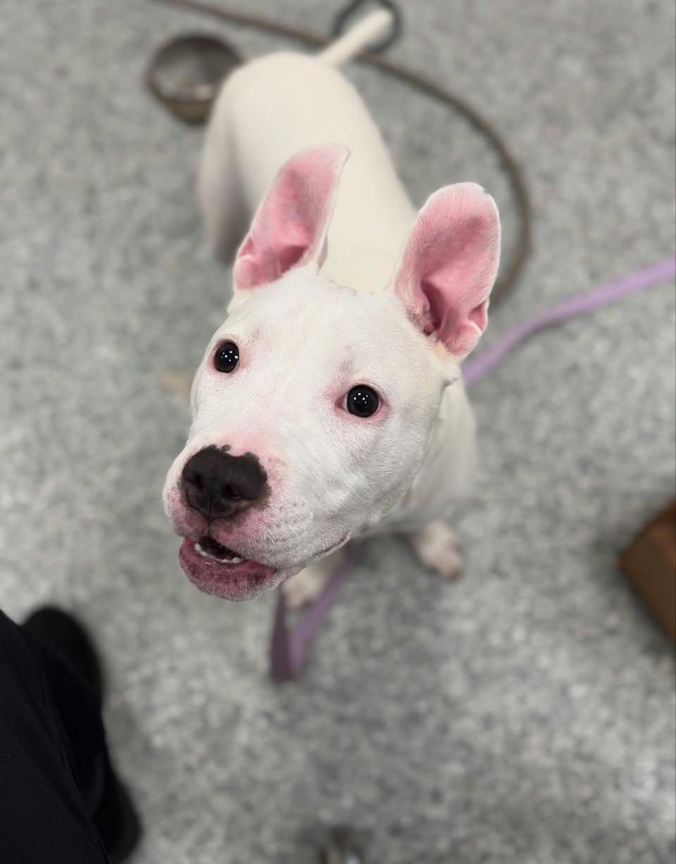 Delilah, a Adopted mixed breed in vero beach, FL image 4/4