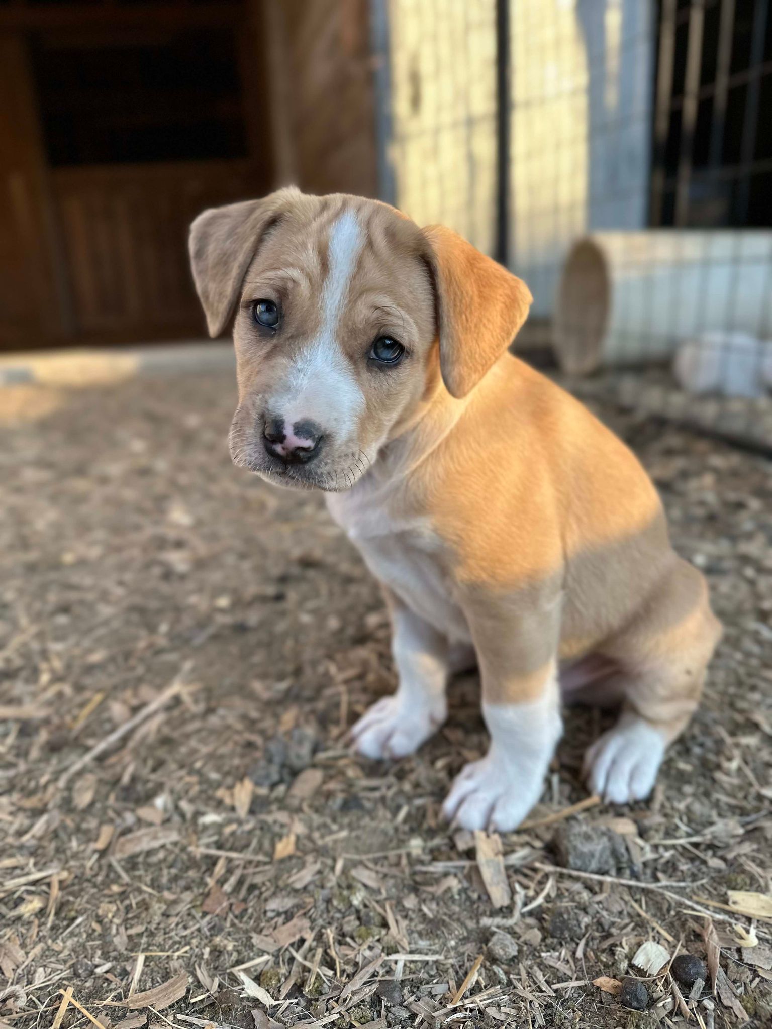 Dog for adoption Lincoln Hamilton, an Australian Shepherd & Parson