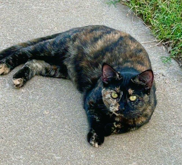 Job Seeker, a Adoptable American Shorthair in Bertram, TX image 1/2