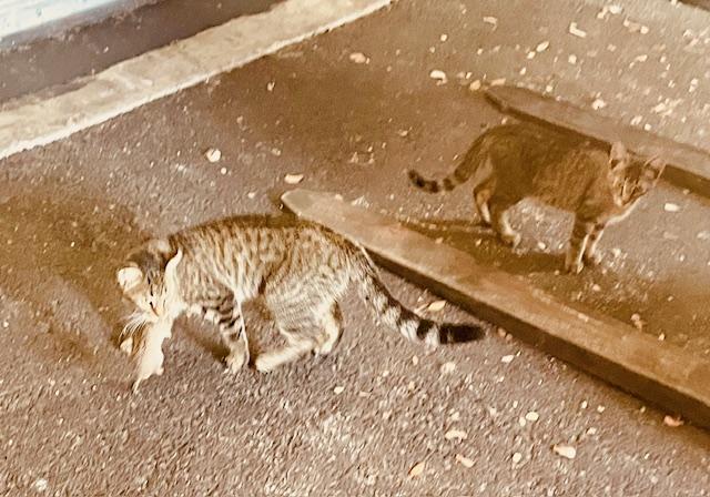 Job Seeker, Adoptable, Adult Male American Shorthair.