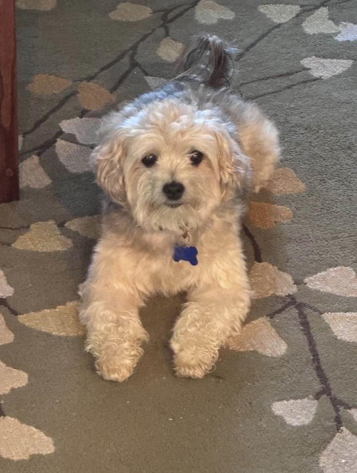 Enlarge Leo, an adopted mixed breed in Whitewater, WI image 2/6