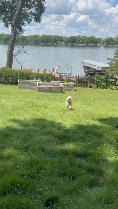 Enlarge Leo, an adopted mixed breed in Whitewater, WI video 6/6
