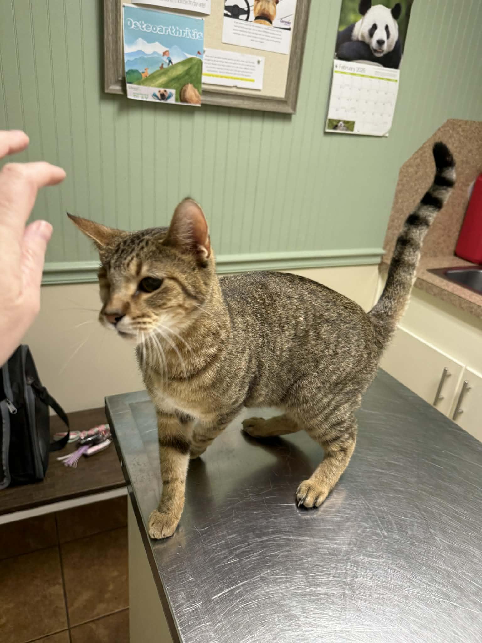 Zeus, a Adoptable Domestic Short Hair in Shreveport, LA image 1/3