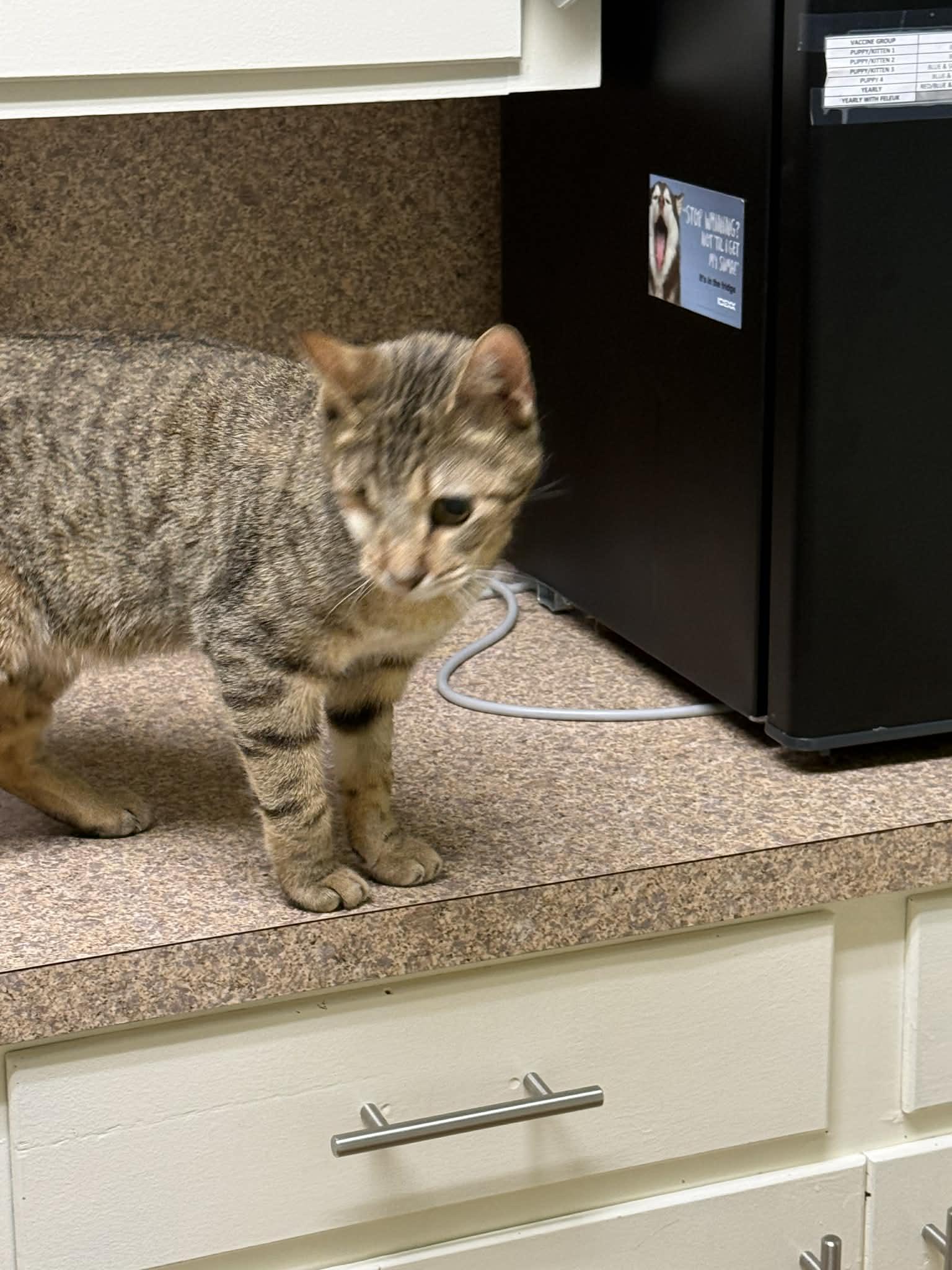 Zeus, a Adoptable Domestic Short Hair in Shreveport, LA image 3/3