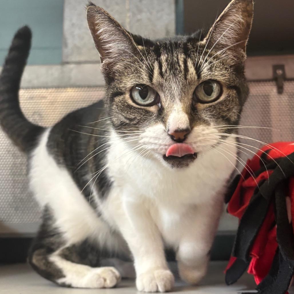 Sunshine (Tabby), Adoptable, Senior Female Domestic Short Hair.