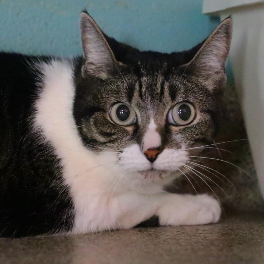 Sunshine (Tabby) — thumbnail 2