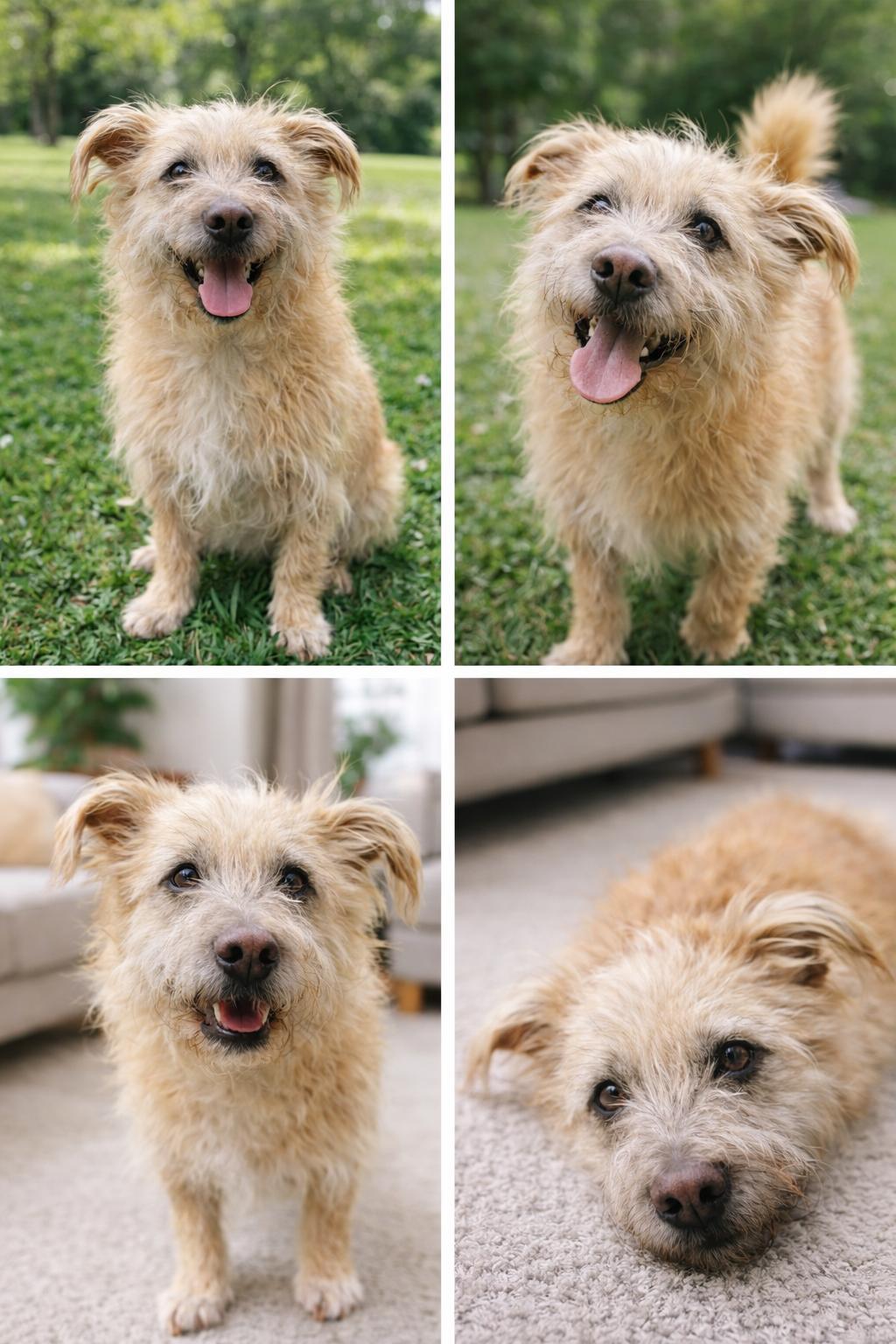 Enlarge Natto, a ADOPTABLE Mixed Breed in Markham, ON image 3/3