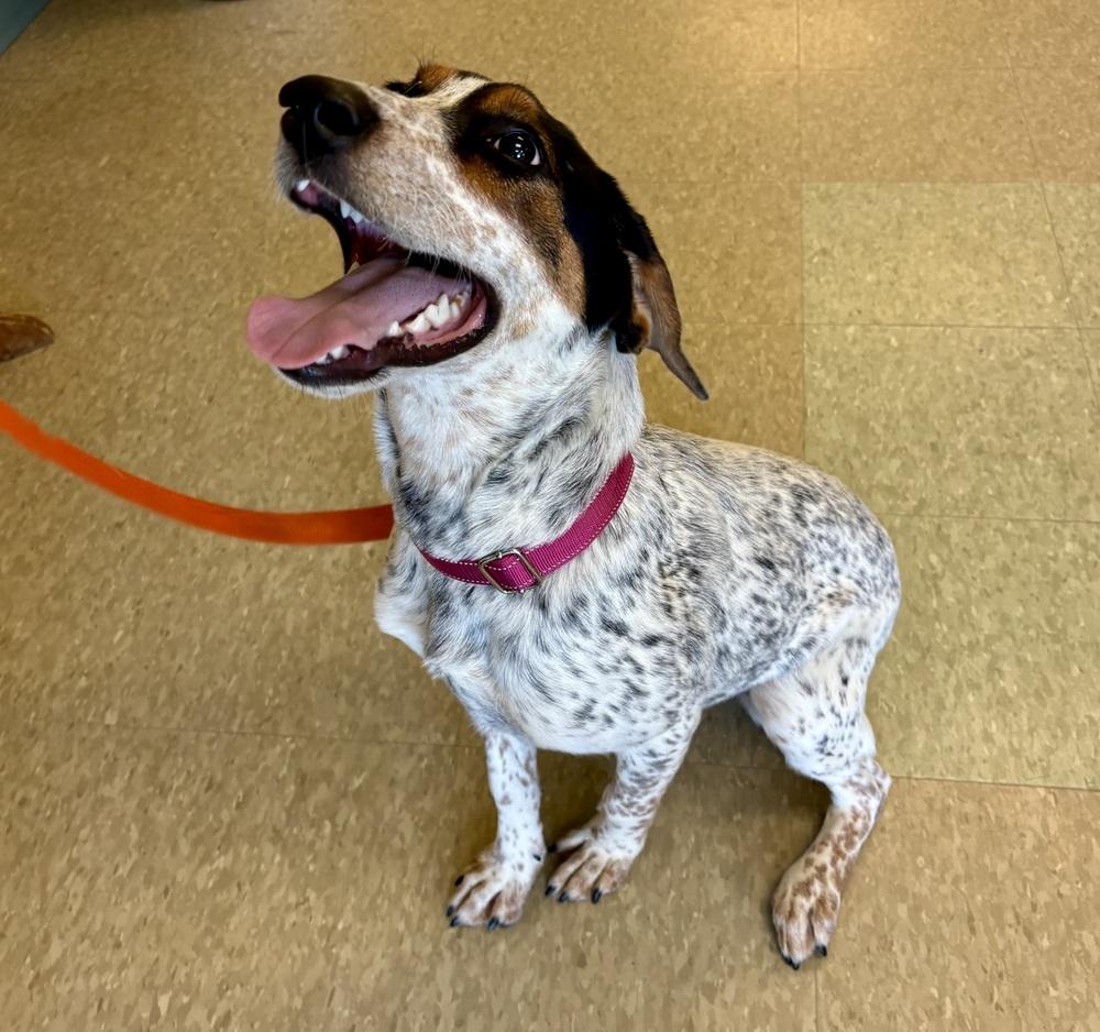 Ziggy, a Adoptable mixed breed in Kalamazoo, MI image 1/2