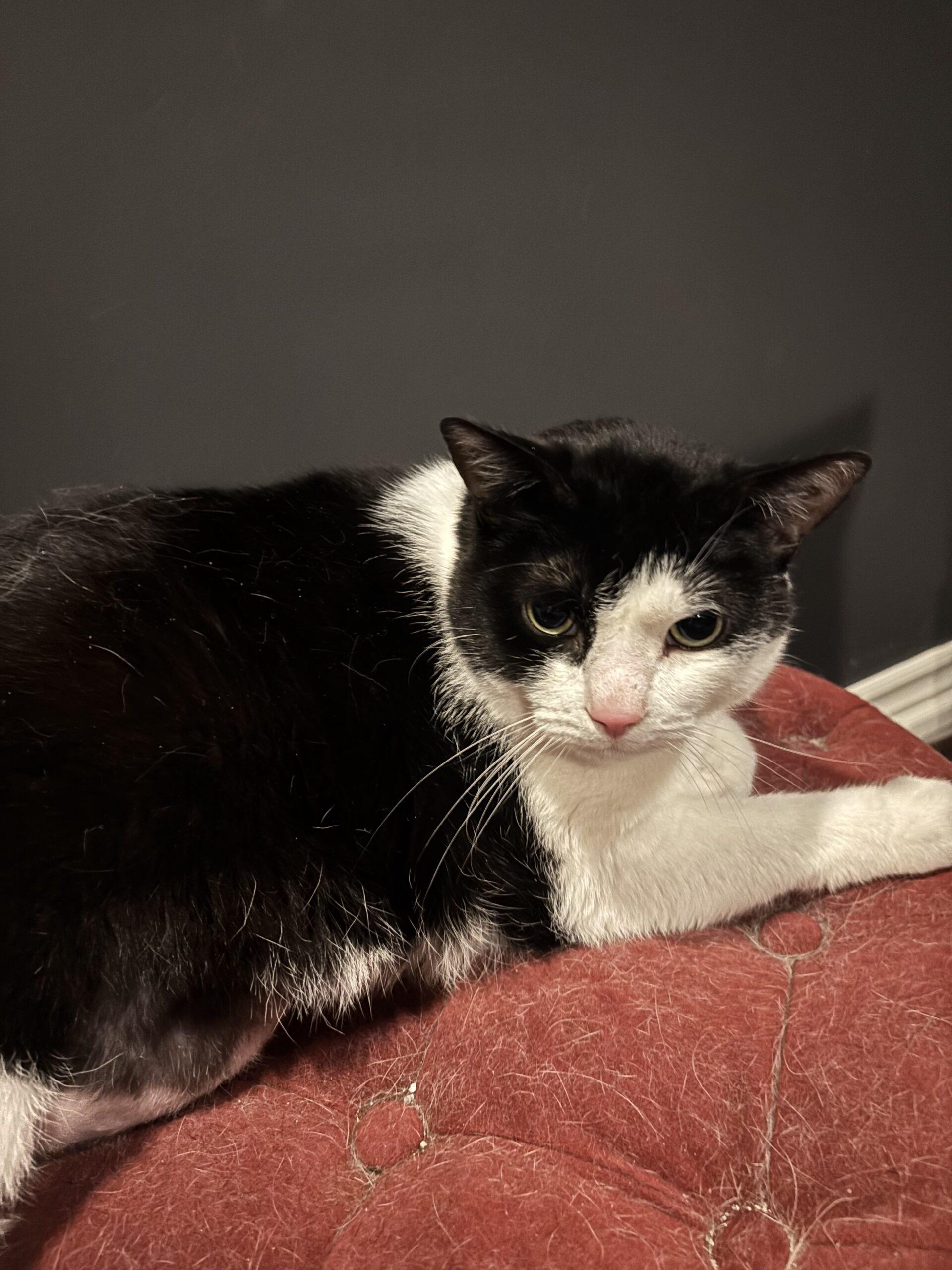 Enlarge 2K, a Adoptable Domestic Short Hair in Toronto, ON image 1/2