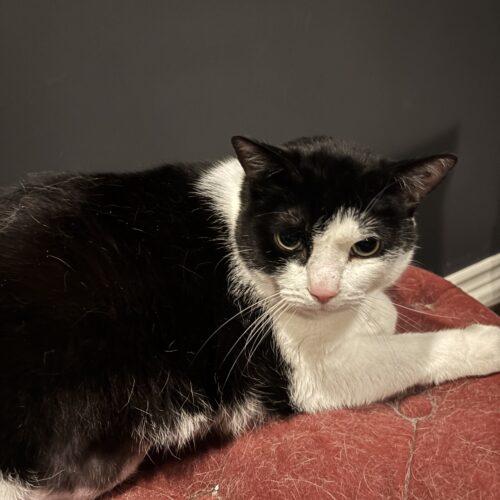 2K, Adoptable, Young Male Domestic Short Hair.