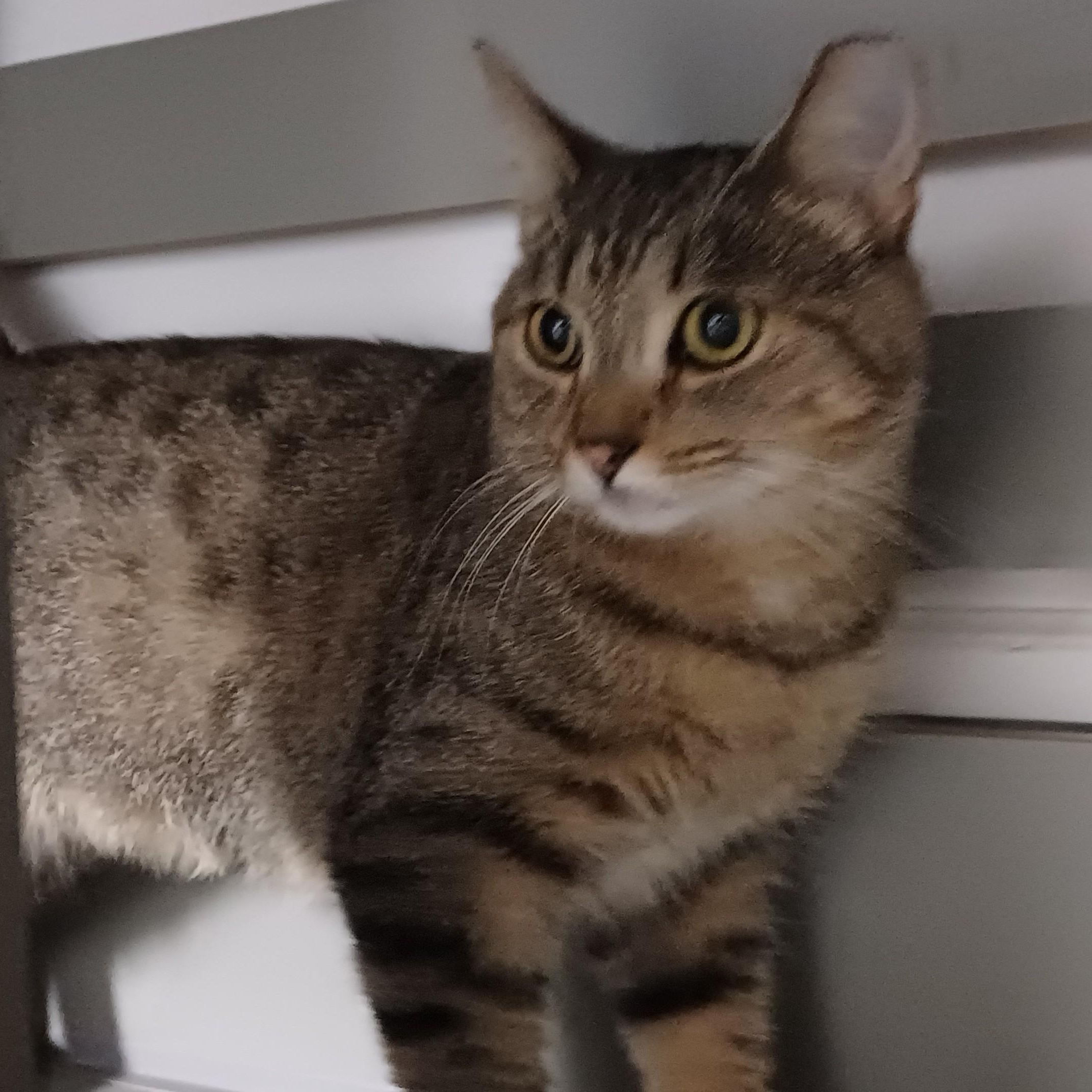 Enlarge Breanna, a Adoptable Domestic Short Hair in Renton , WA image 6/6