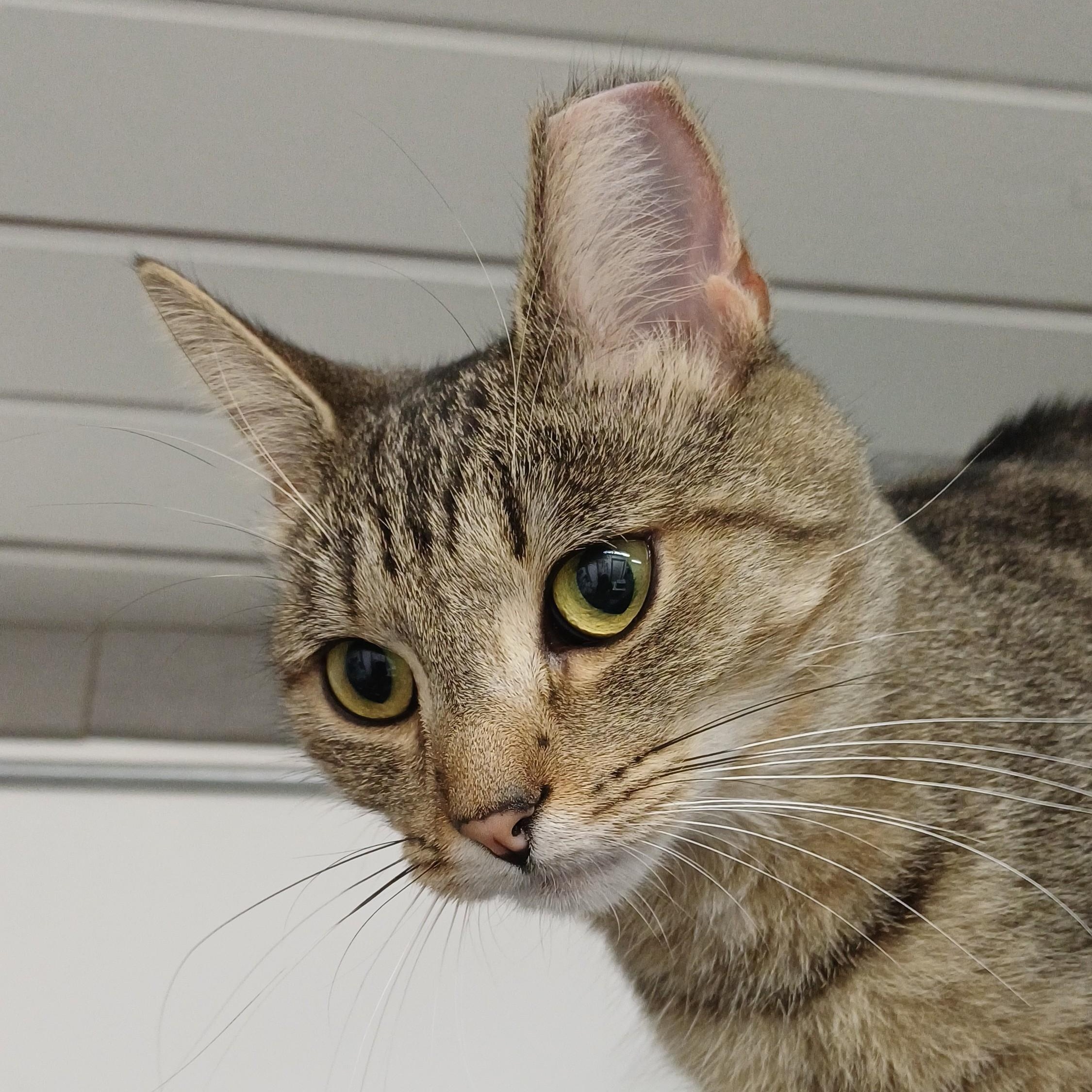 Enlarge Breanna, a Adoptable Domestic Short Hair in Renton , WA image 3/6