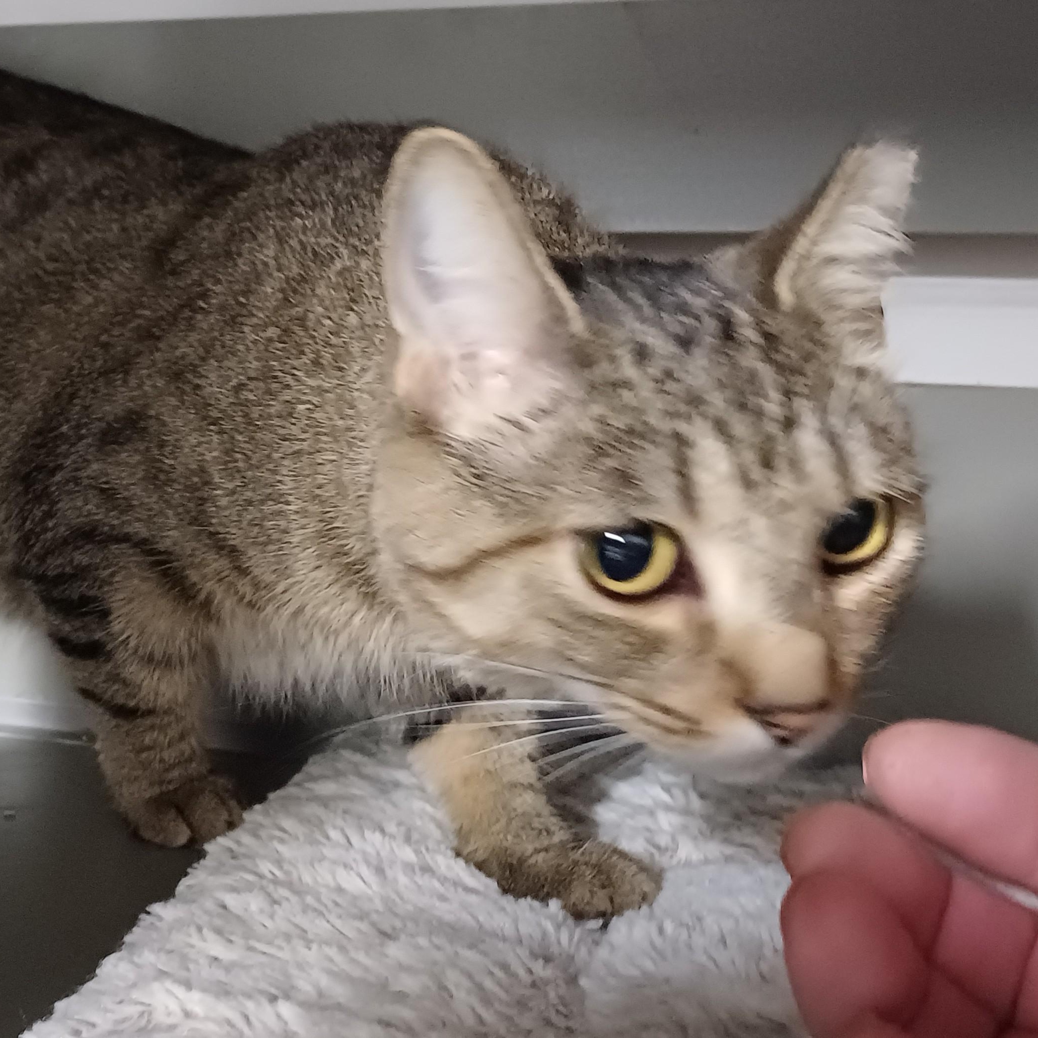 Enlarge Breanna, a Adoptable Domestic Short Hair in Renton , WA image 4/6