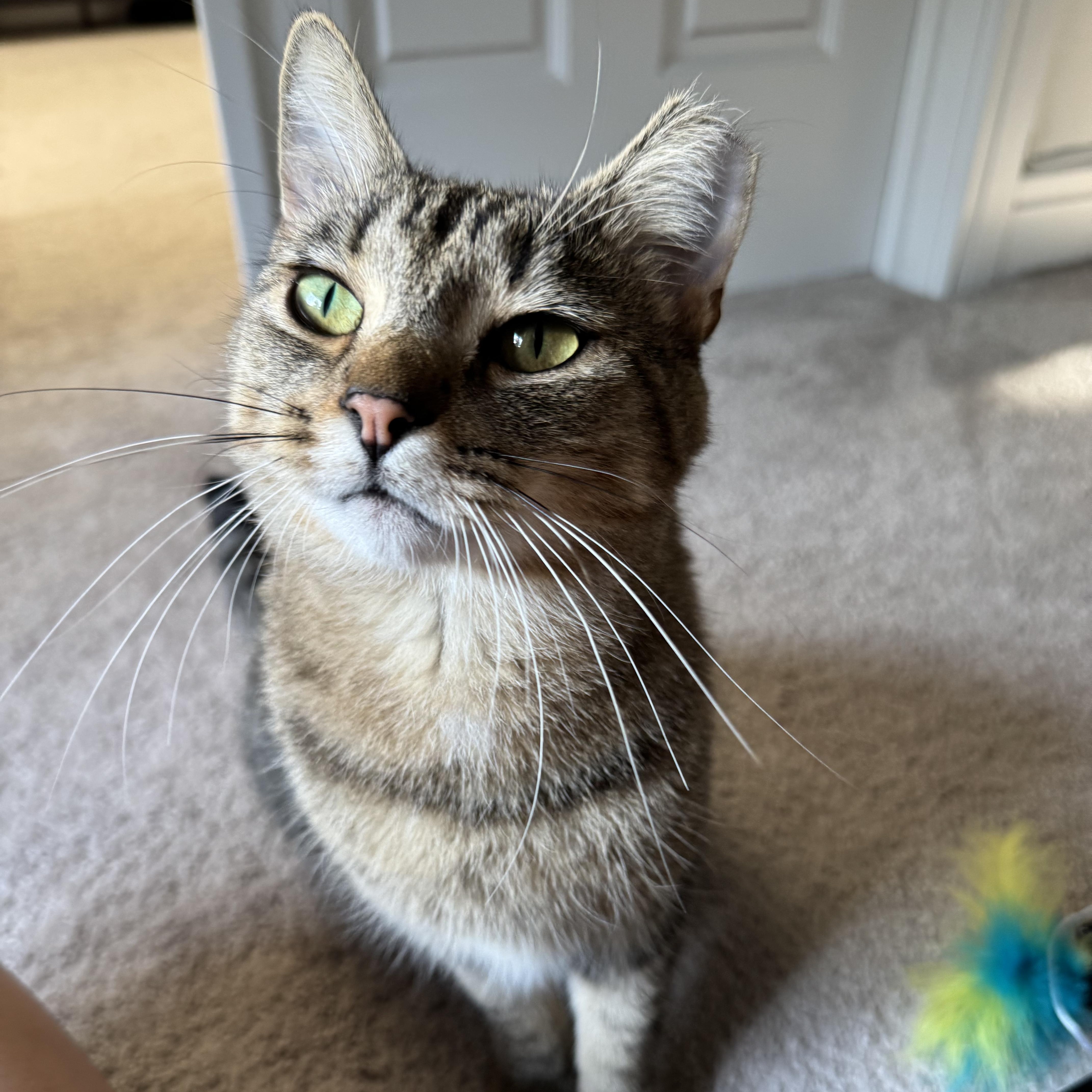 Breanna, Adoptable, Young Female Domestic Short Hair.