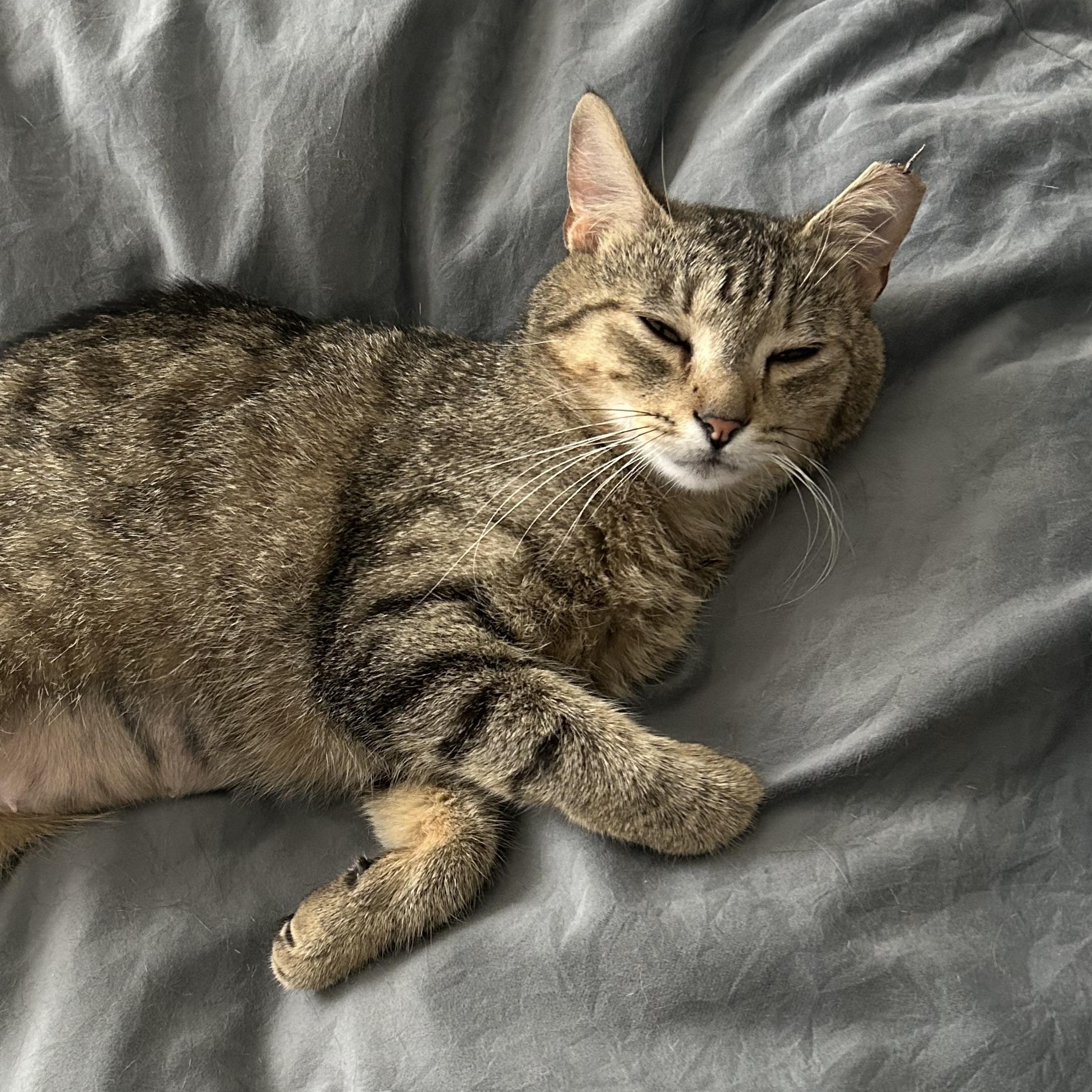 Enlarge Breanna, a Adoptable Domestic Short Hair in Renton , WA image 2/6
