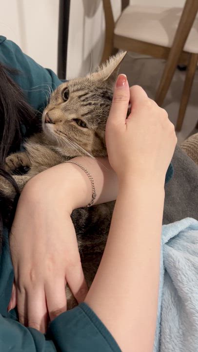 Enlarge Breanna, a Adoptable Domestic Short Hair in Renton , WA video 5/6