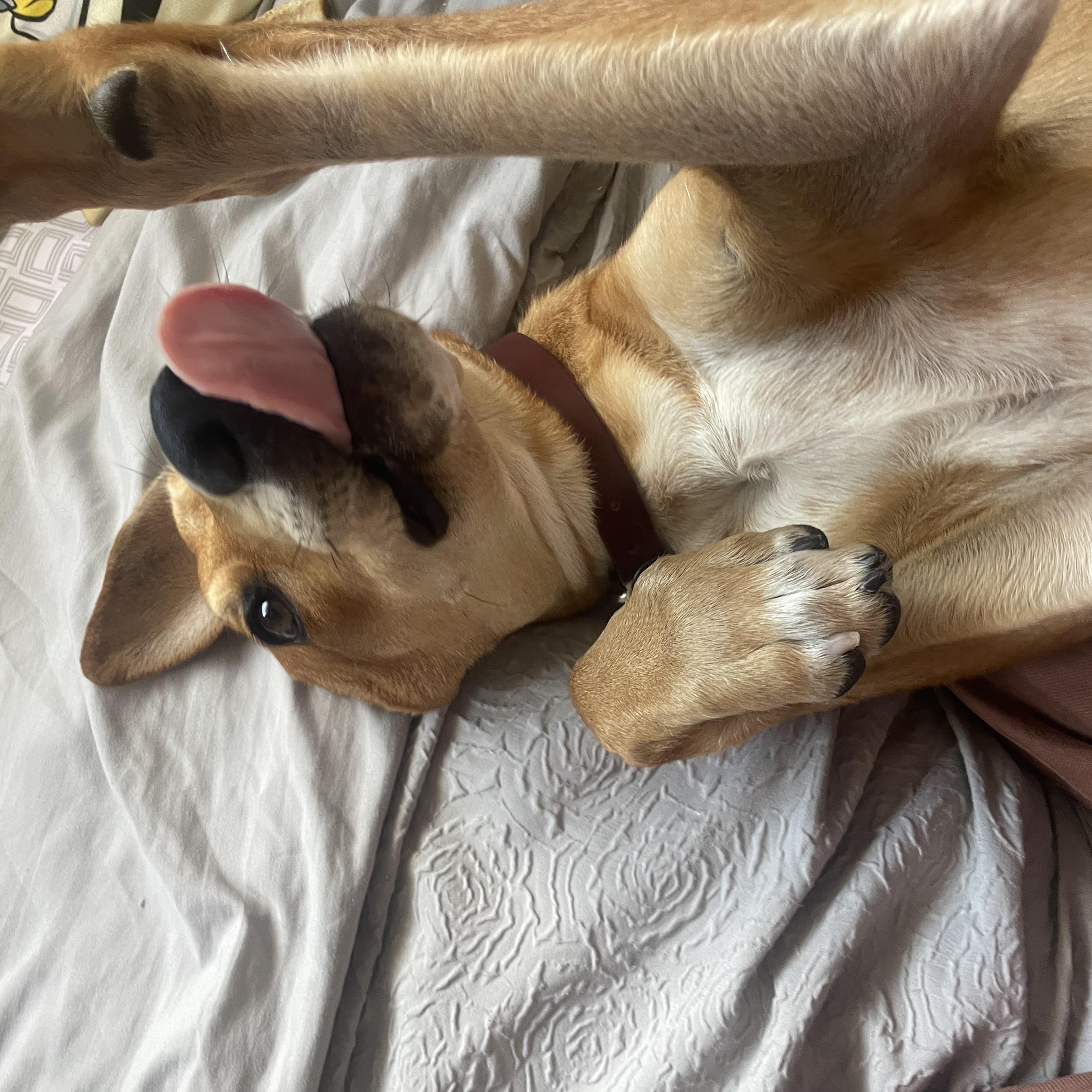 Enlarge Mickey - Courtesy Post, a ADOPTABLE Hound in Los Angeles, CA image 4/4