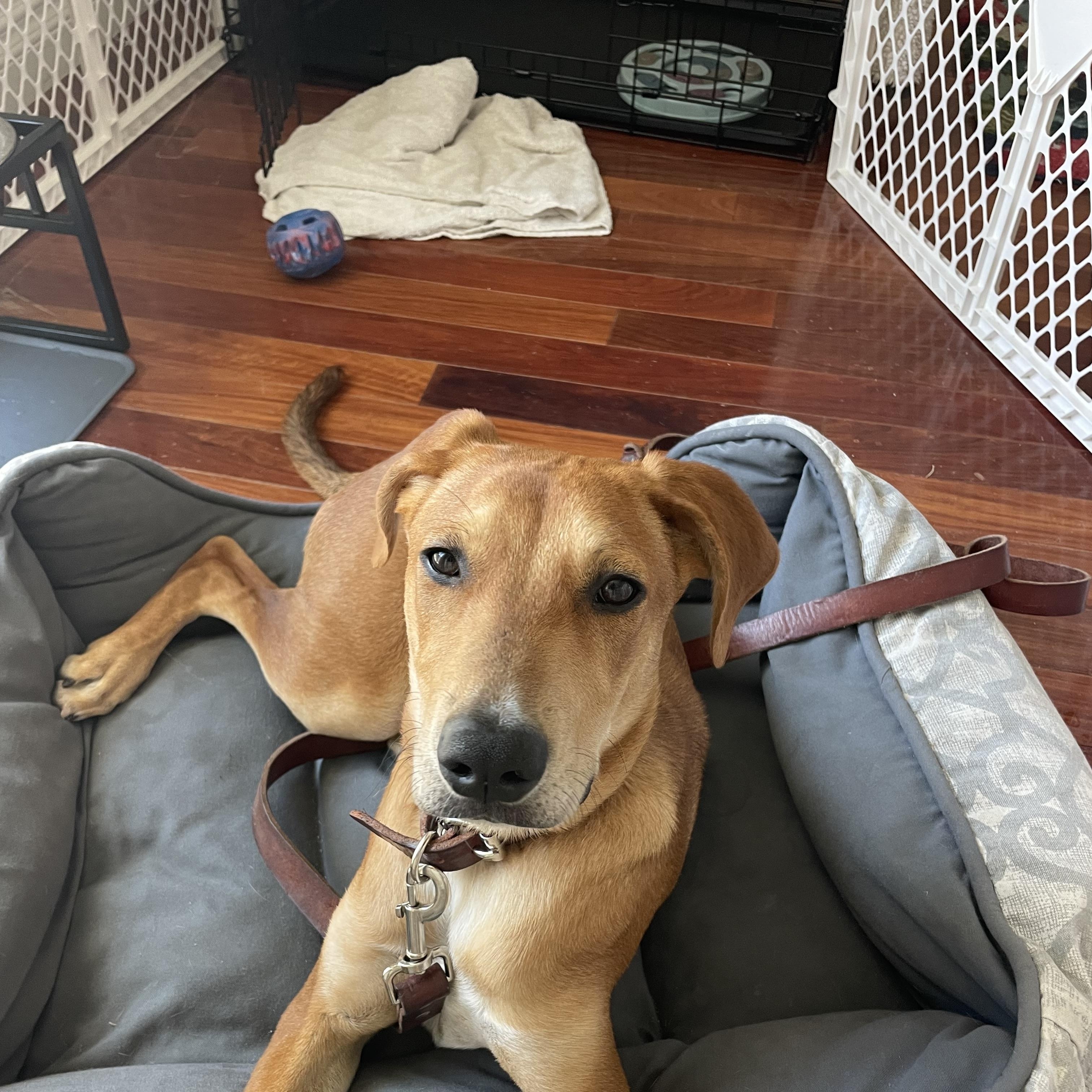 Enlarge Mickey - Courtesy Post, a ADOPTABLE Hound in Los Angeles, CA image 1/4