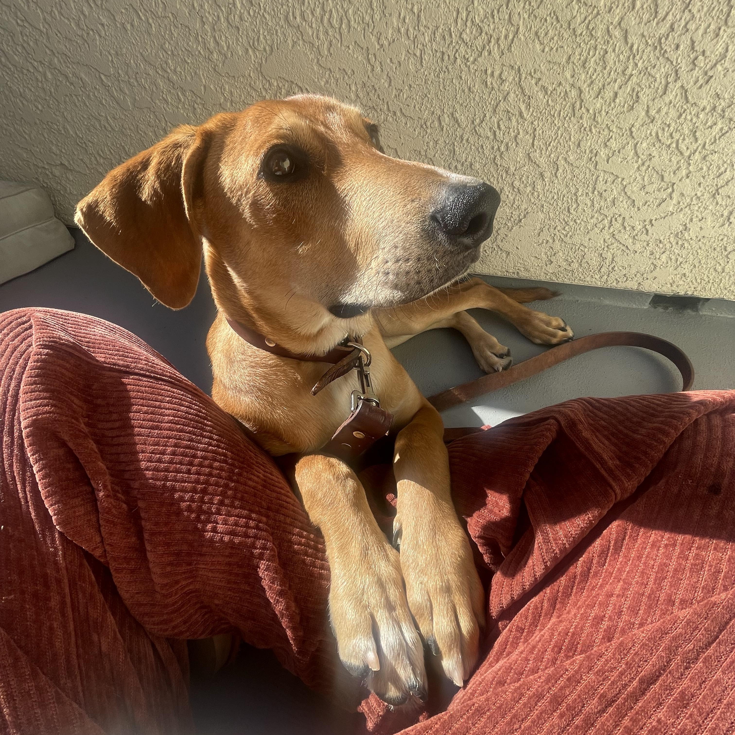 Enlarge Mickey - Courtesy Post, a ADOPTABLE Hound in Los Angeles, CA image 3/4