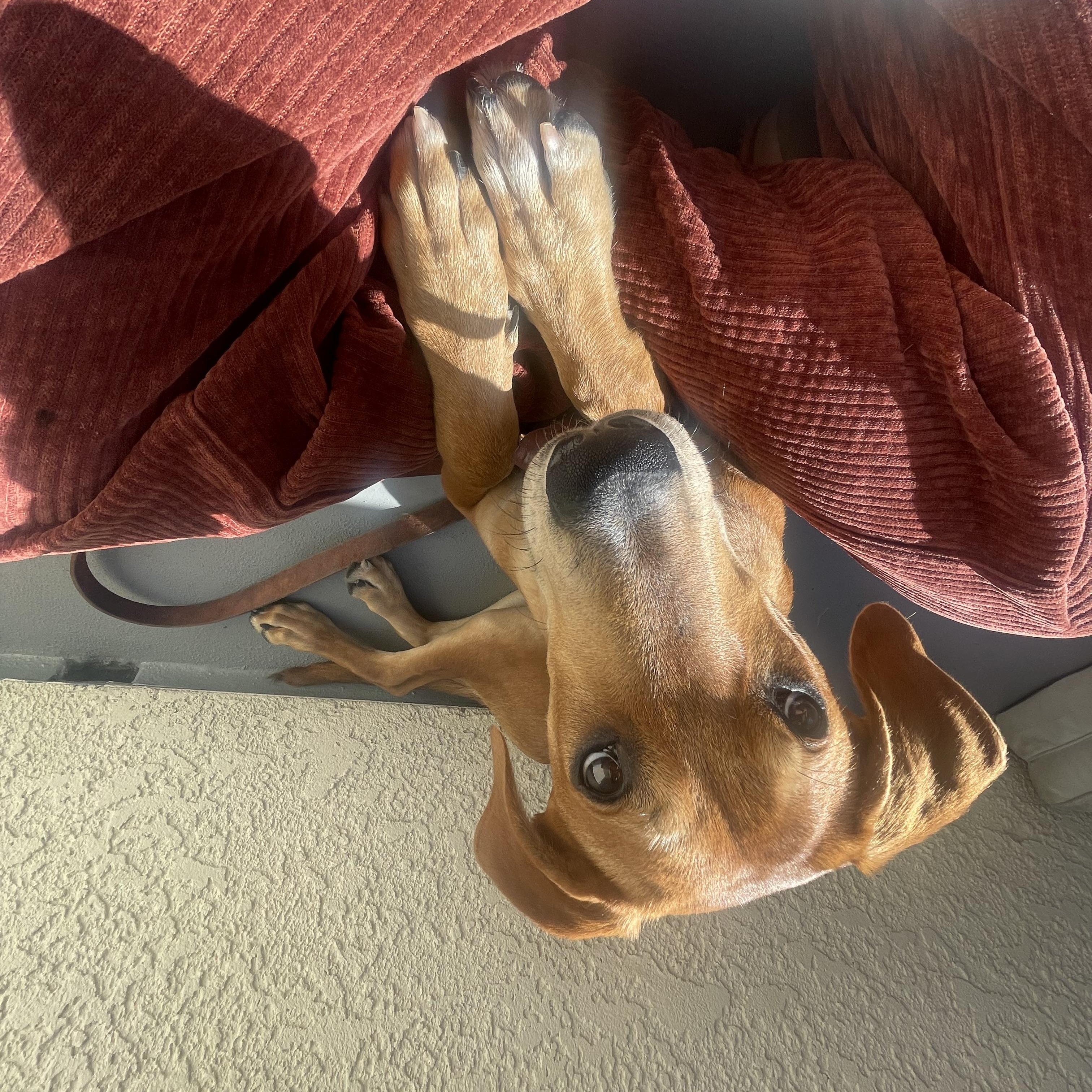 Enlarge Mickey - Courtesy Post, a ADOPTABLE Hound in Los Angeles, CA image 2/4