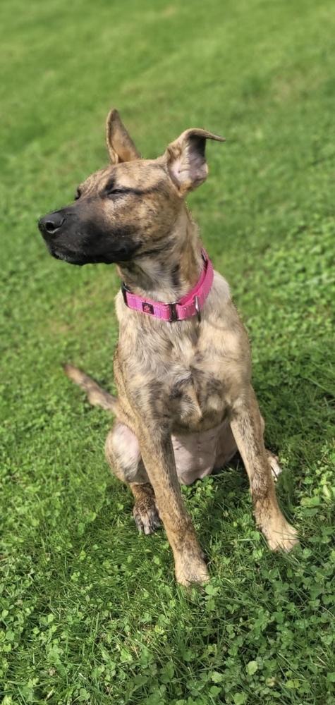 Mermaid, Adoptable, Puppy Female Plott Hound.