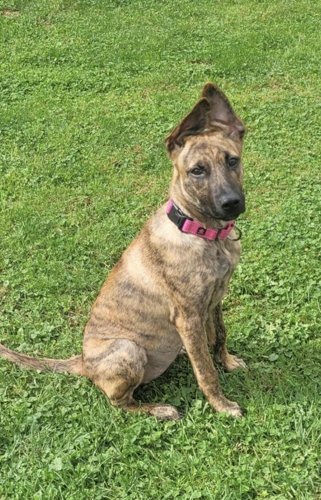 Enlarge Mermaid, a Adoptable Plott Hound in Cheektowaga, NY image 2/2