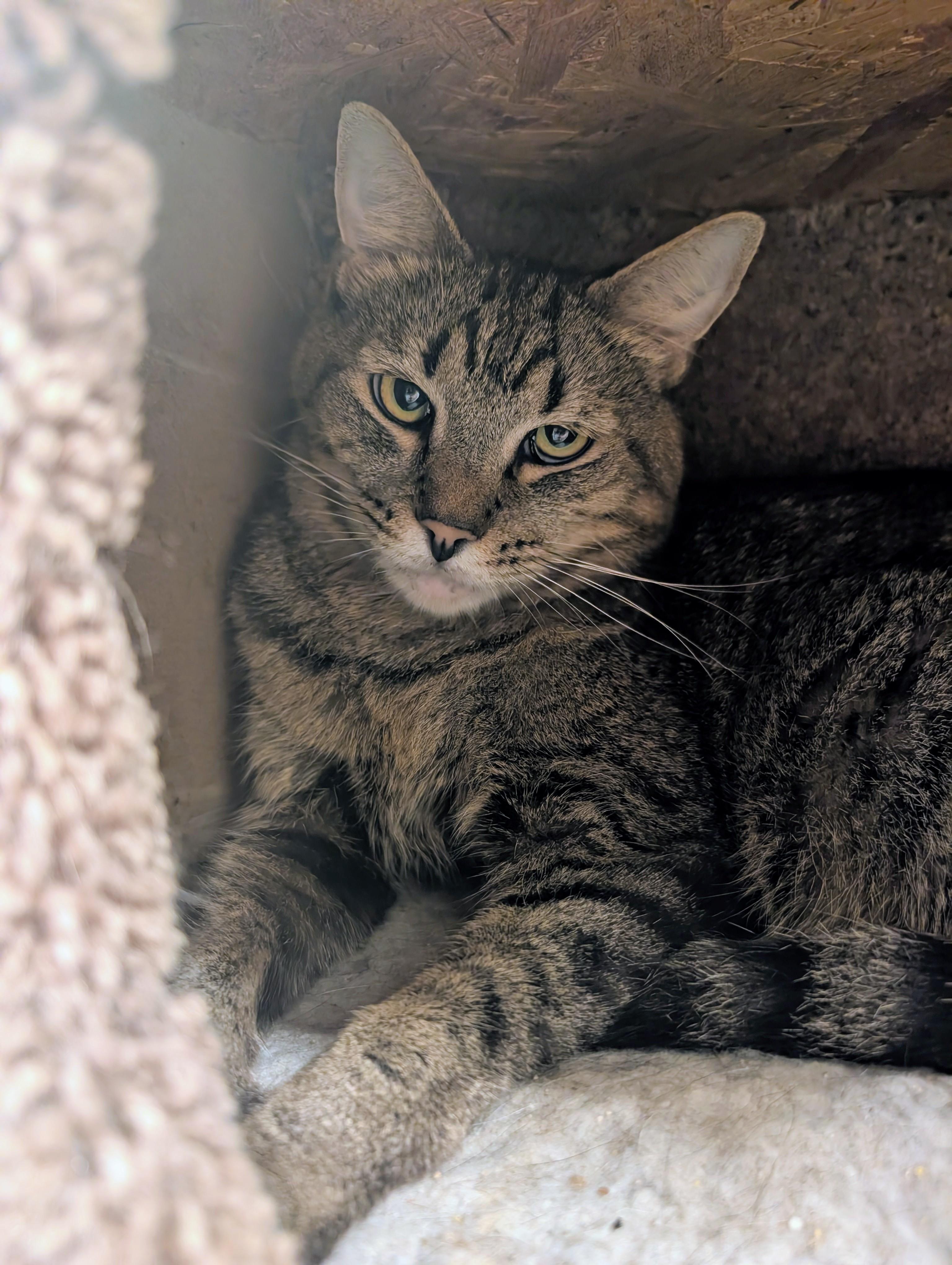 Orla, ADOPTABLE, Adult Female Domestic Short Hair.