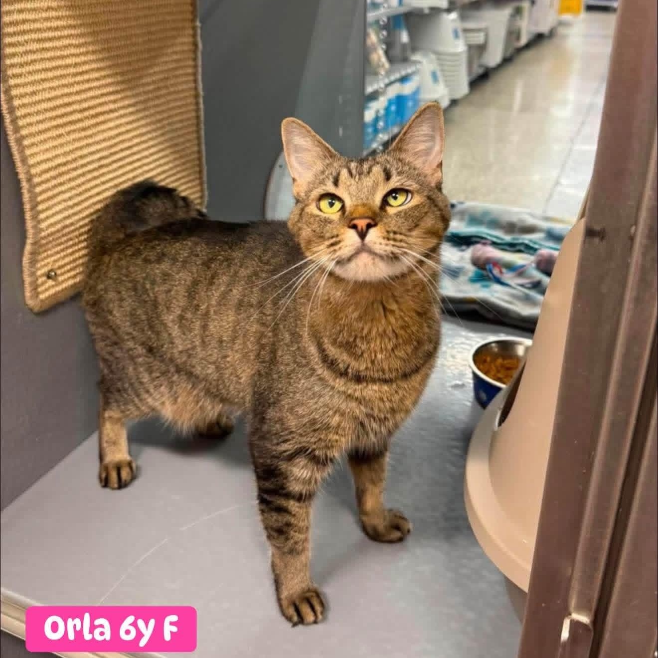 Enlarge Orla, a ADOPTABLE Domestic Short Hair in Oldsmar, FL image 1/2
