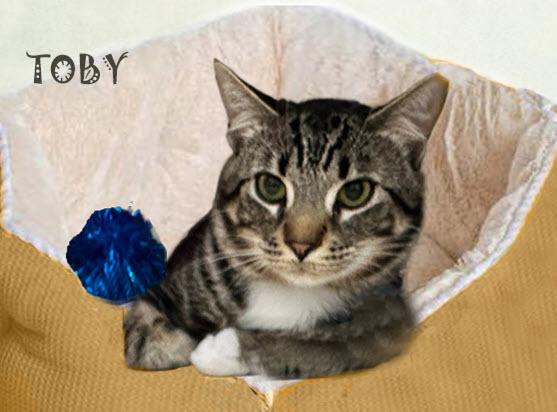 Toby 0425 AVO, adopted, Young Male Tabby.