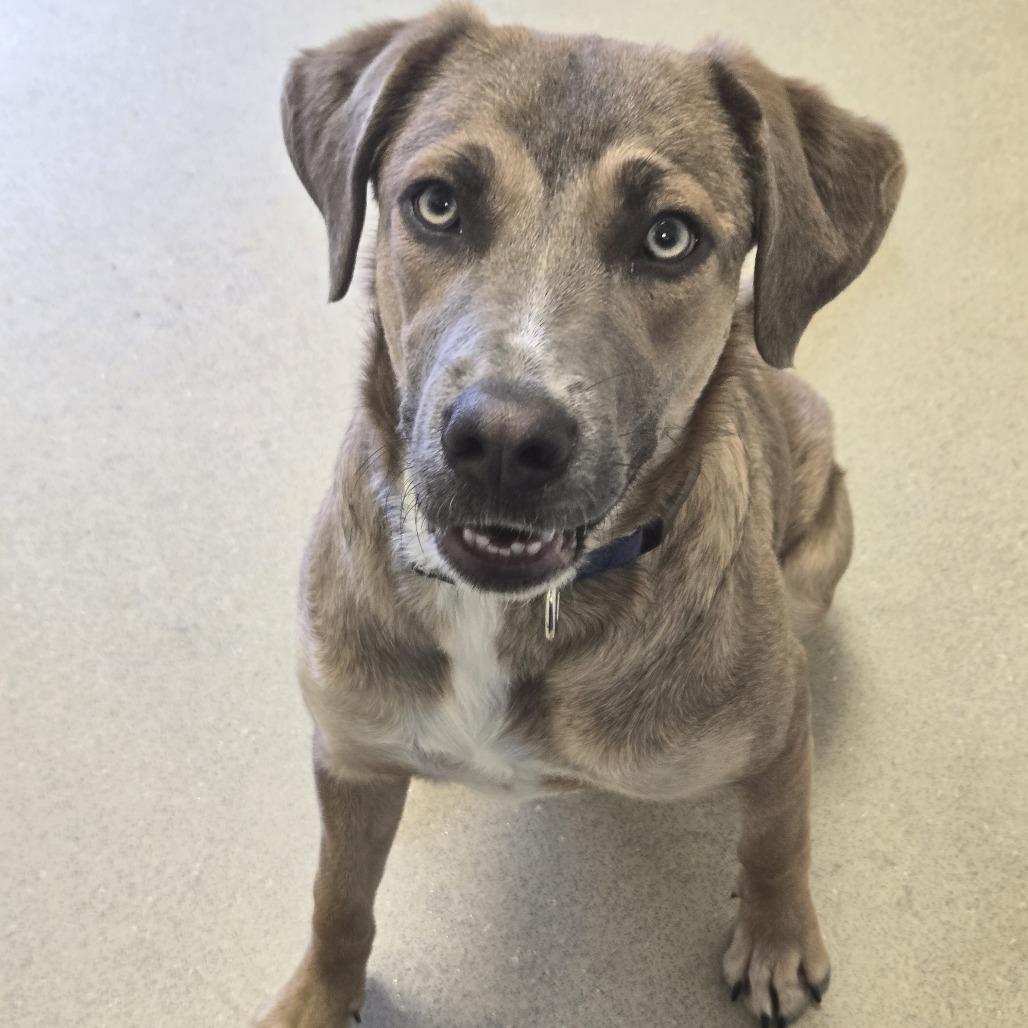 Ocean, Adoptable, Young Female Retriever & Mixed Breed.