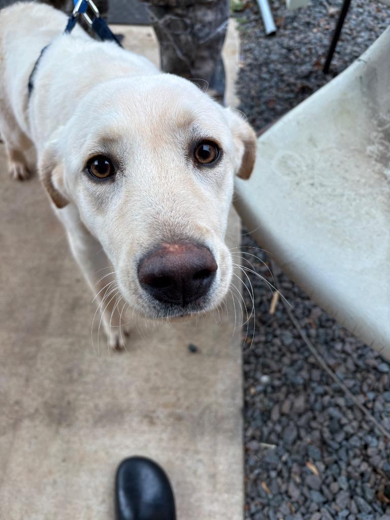 Faith, Adoptable, Young Female Labrador Retriever.
