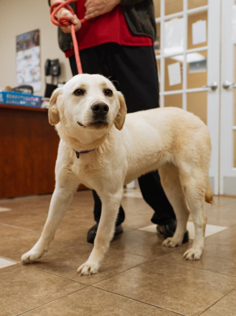 Enlarge Faith, a Adoptable mixed breed in Mocksville, NC image 2/4