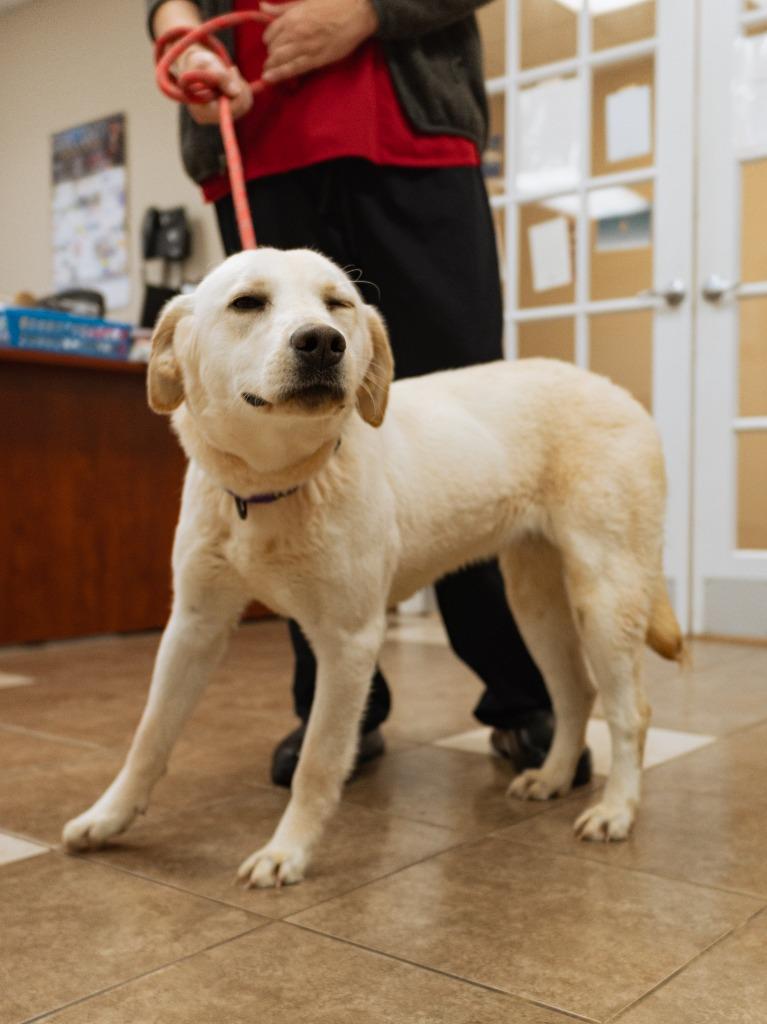 Enlarge Faith, a Adoptable mixed breed in Mocksville, NC image 3/4