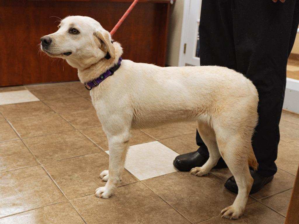 Enlarge Faith, a Adoptable mixed breed in Mocksville, NC image 4/4