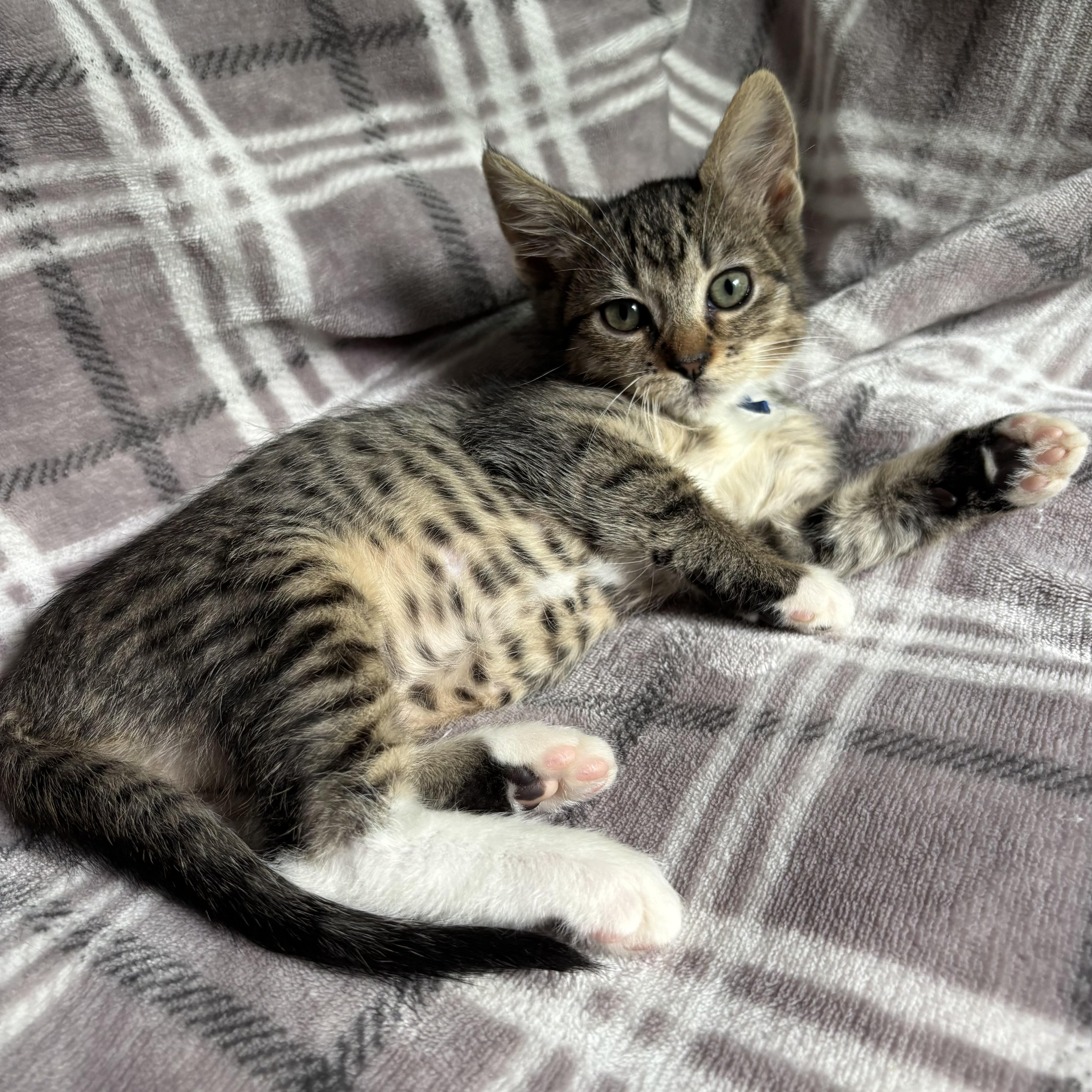 Bubbles, a ADOPTABLE Domestic Short Hair in Monroe, WA image 5/6