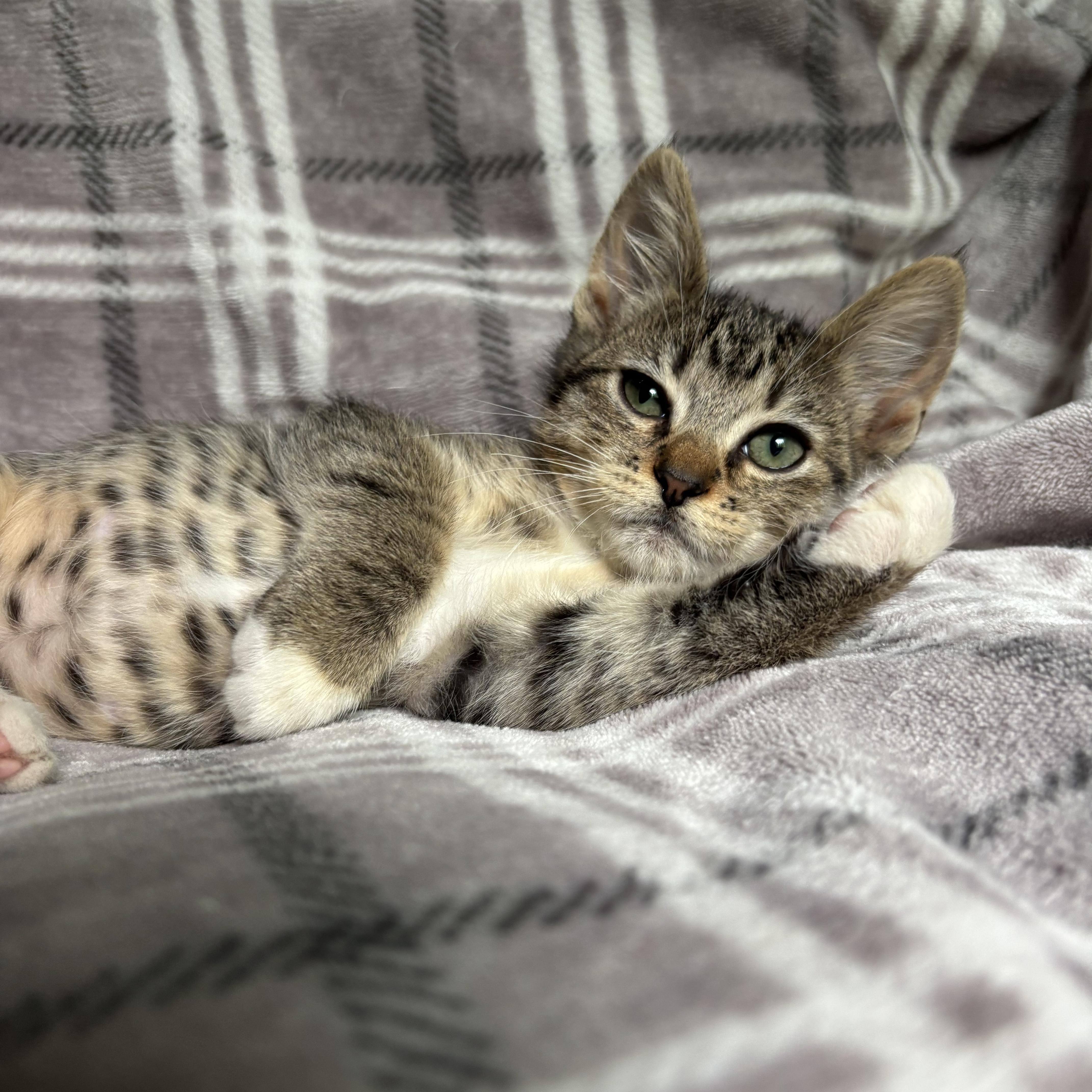 Bubbles, a ADOPTABLE Domestic Short Hair in Monroe, WA image 2/6