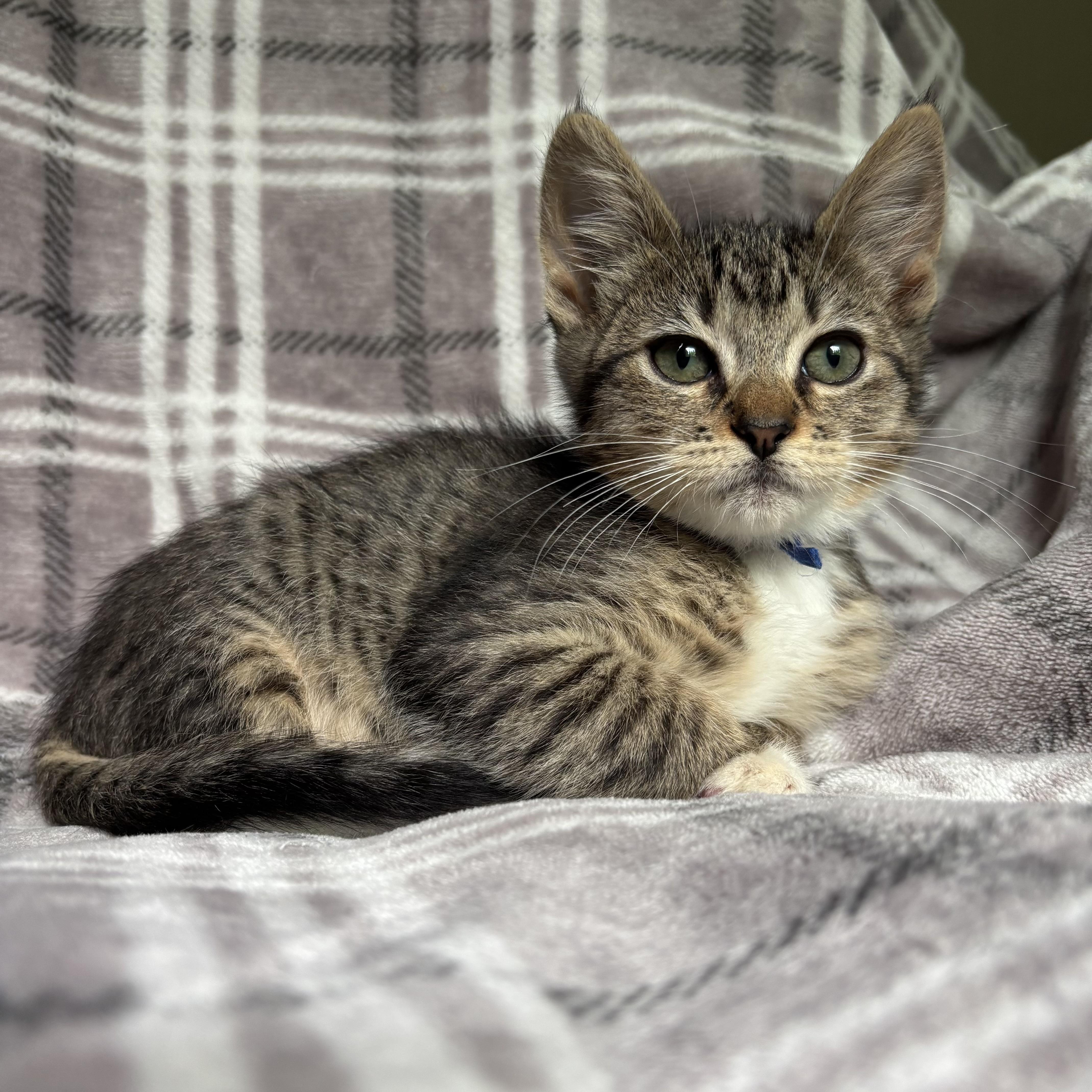 Bubbles, a ADOPTABLE Domestic Short Hair in Monroe, WA image 6/6