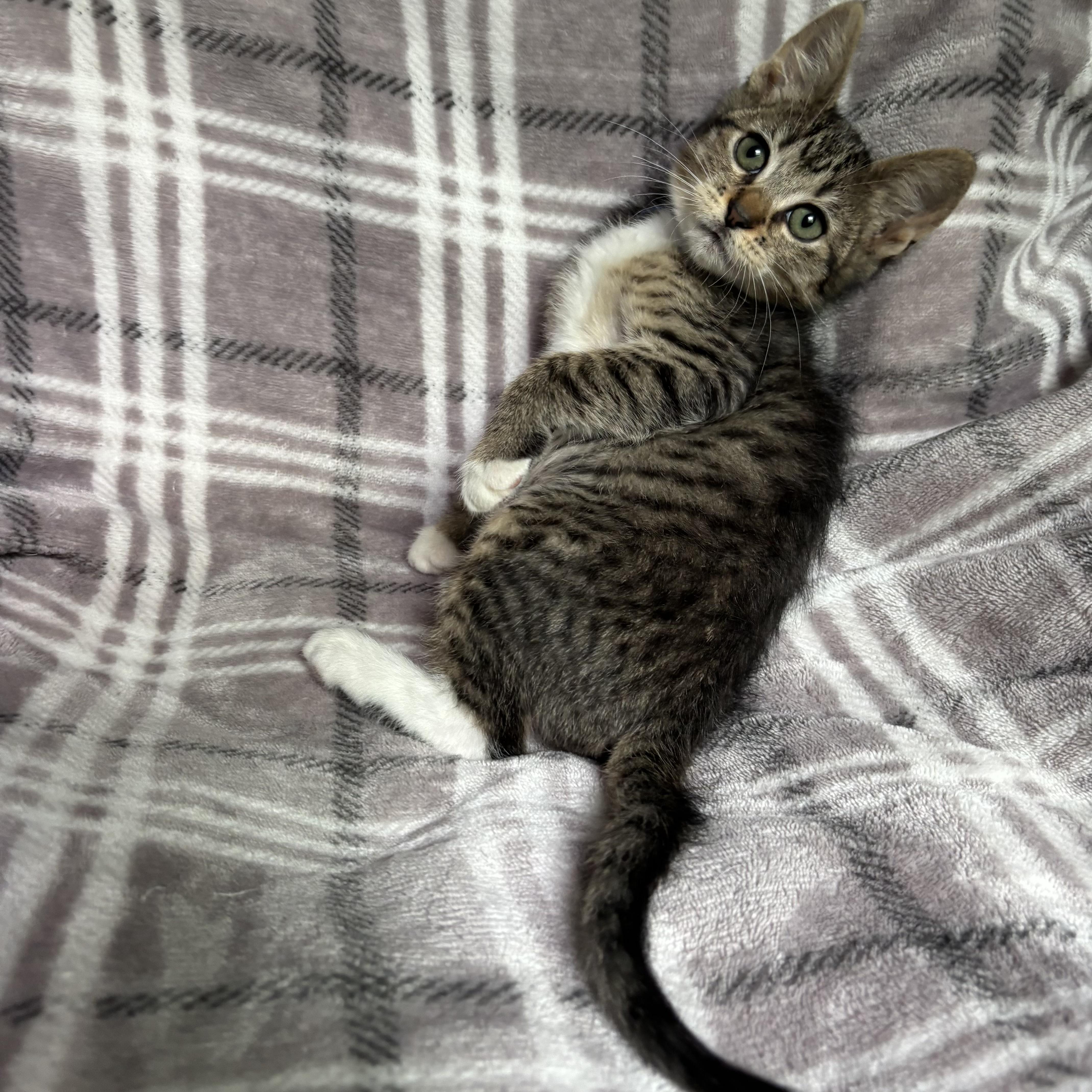 Bubbles, a ADOPTABLE Domestic Short Hair in Monroe, WA image 4/6