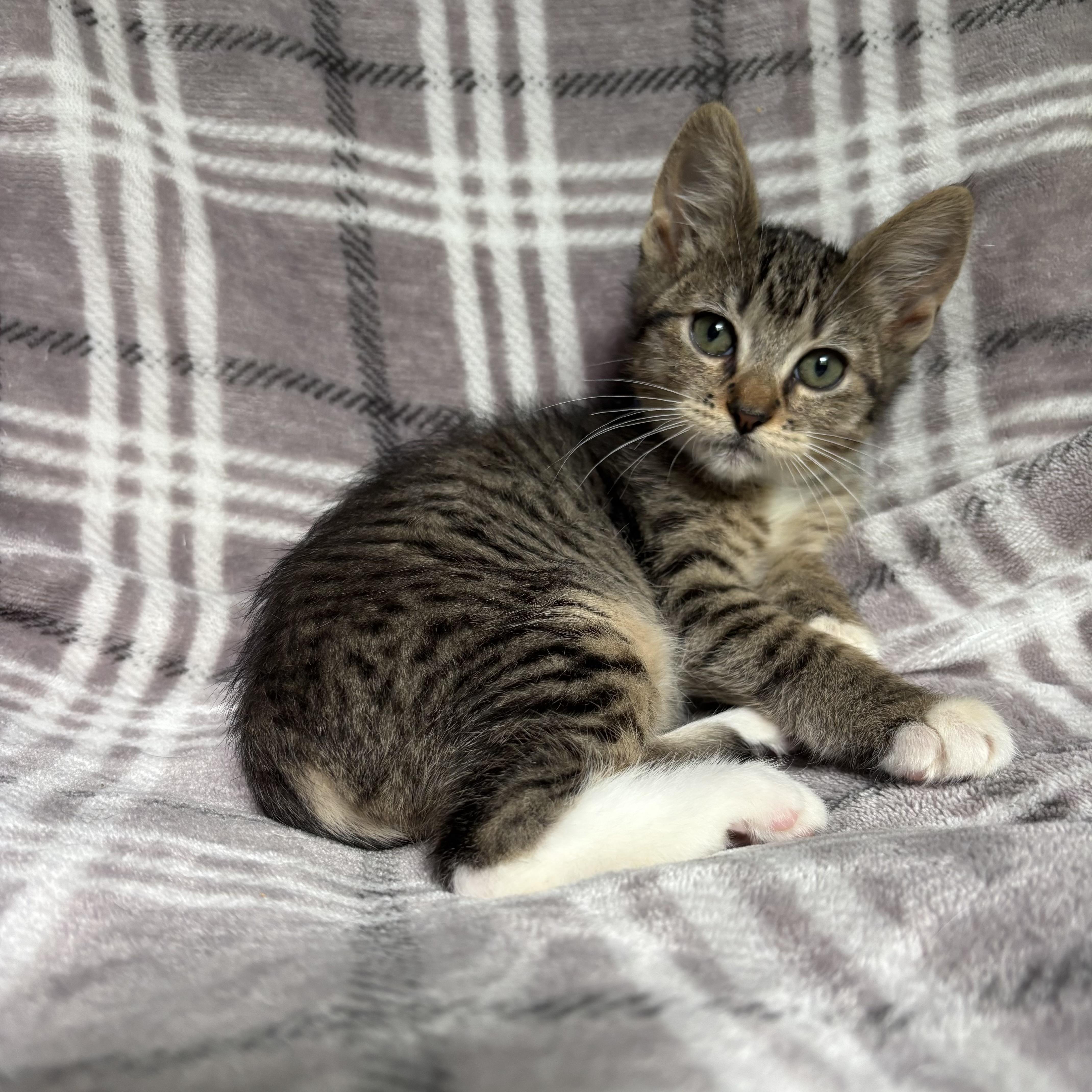 Bubbles, a ADOPTABLE Domestic Short Hair in Monroe, WA image 1/6